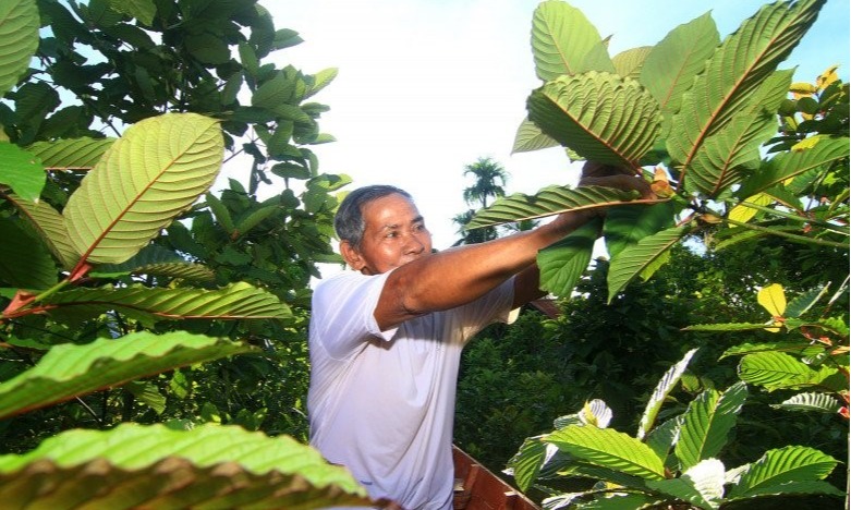 MenkopUKM: Potensi Ekonomi Kratom Sangat Besar