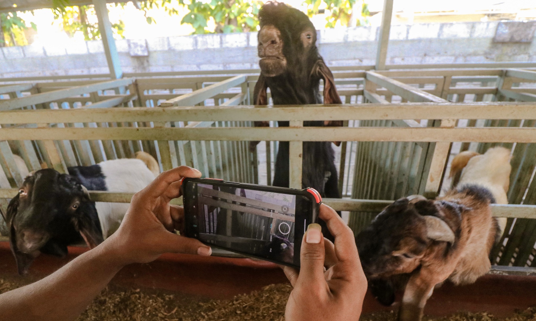 Selain PMK Ternak, Satgas Terus Waspadai Wabah Ternak Lainnya