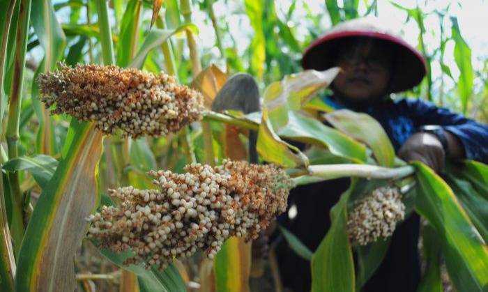 Budi Daya Sorgum Dilakukan Di Wilayah Kering Dan Bekas Tambang