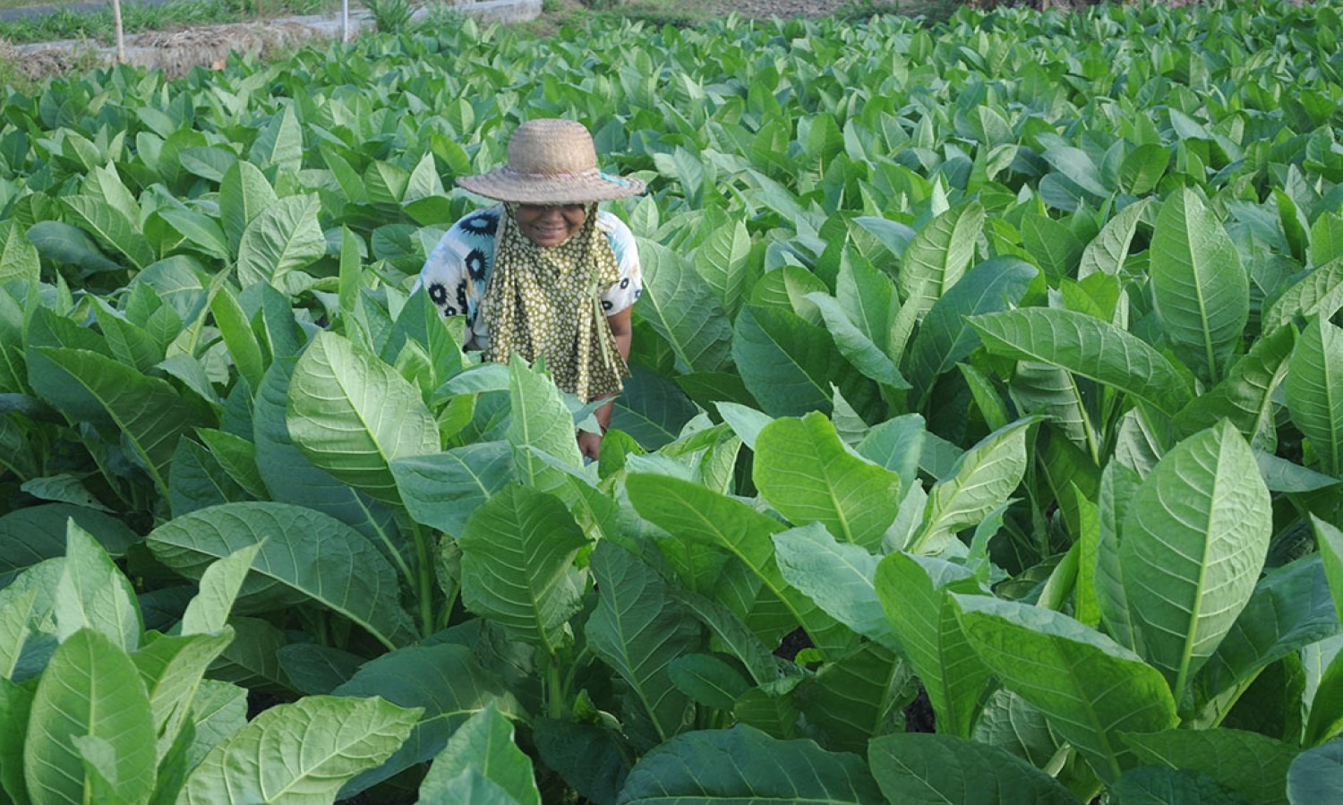 Pemkab Pamekasan Tetapkan BPP Tembakau 2022 Rp54.239/Kilogram