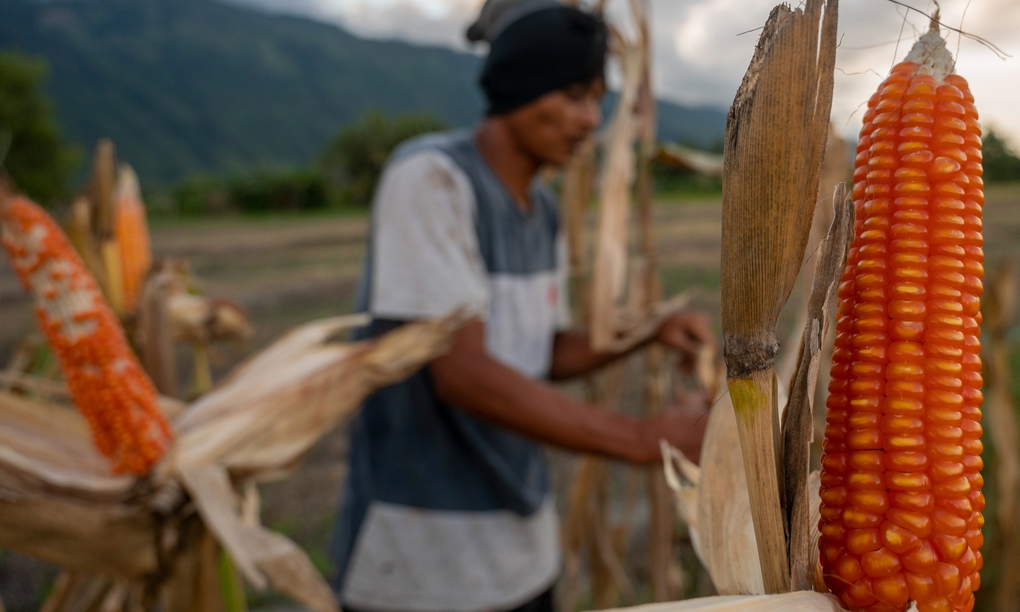 Ratusan Petani Milenial Papua Belajar Kelola Kopi Dan Jagung