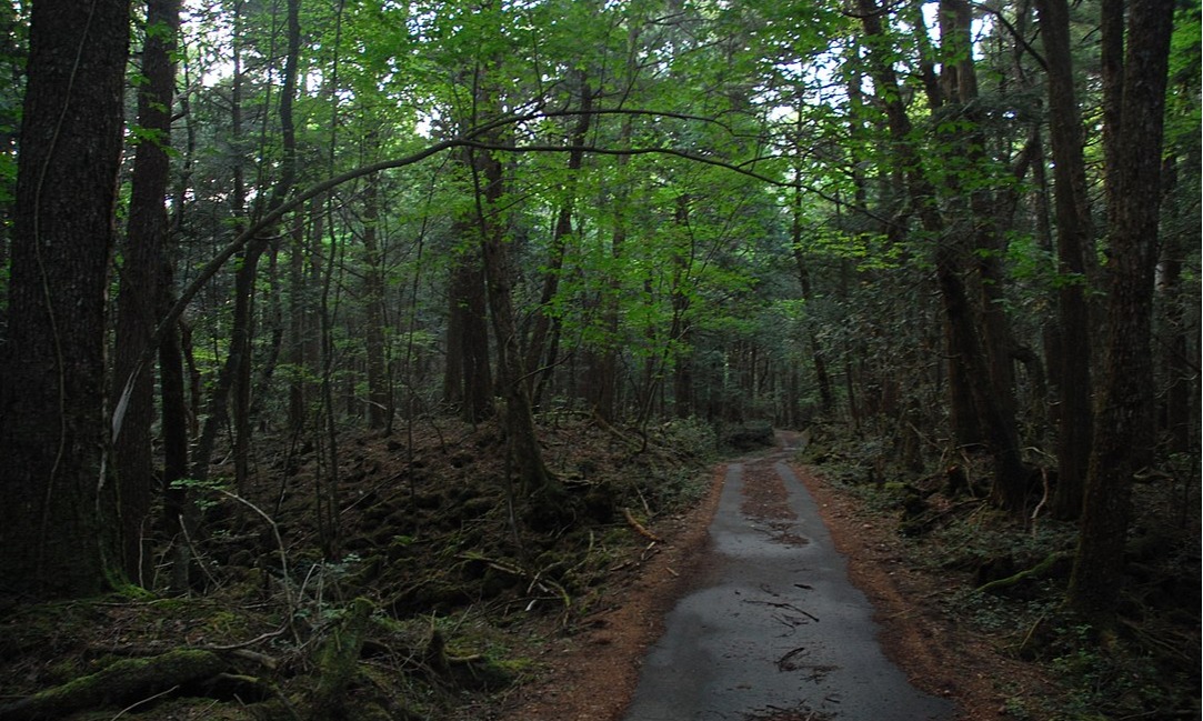 Aokigahara, Hutan Untuk Bunuh Diri Yang Menyesatkan