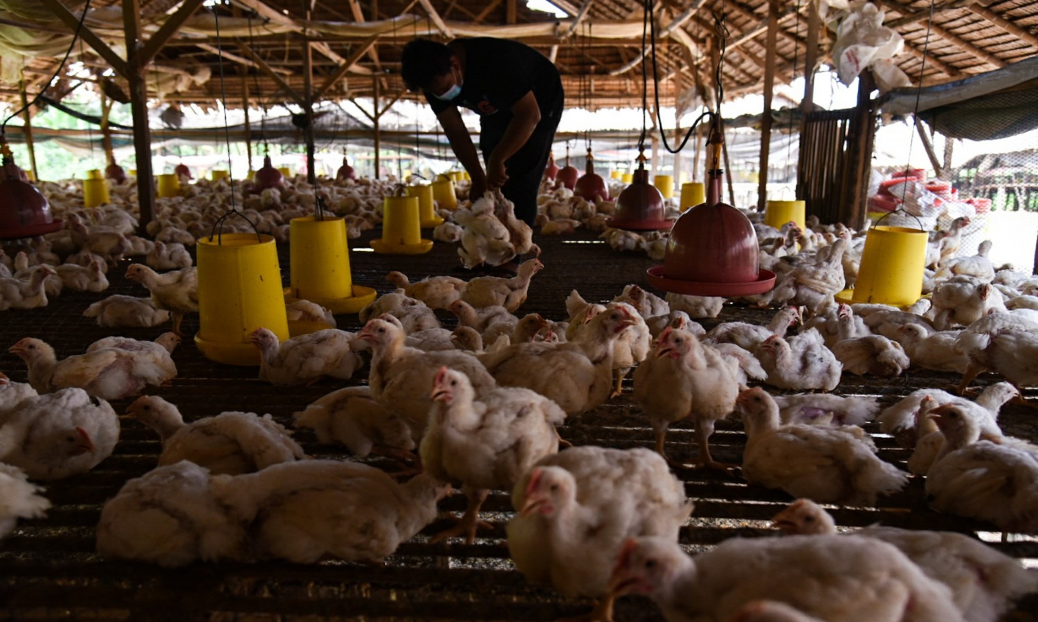 Stabilkan Harga Ayam, NFA Tingkatkan Penyerapan Dari Peternak