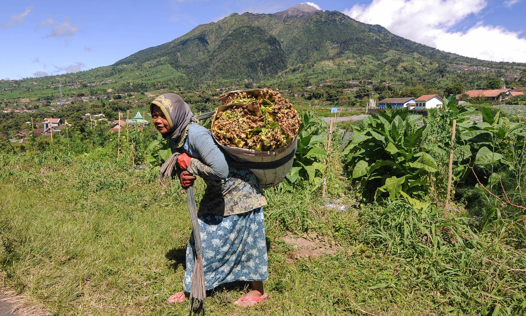 Mendag Jamin Hasil Produksi Tembakau Petani Terserap Industri