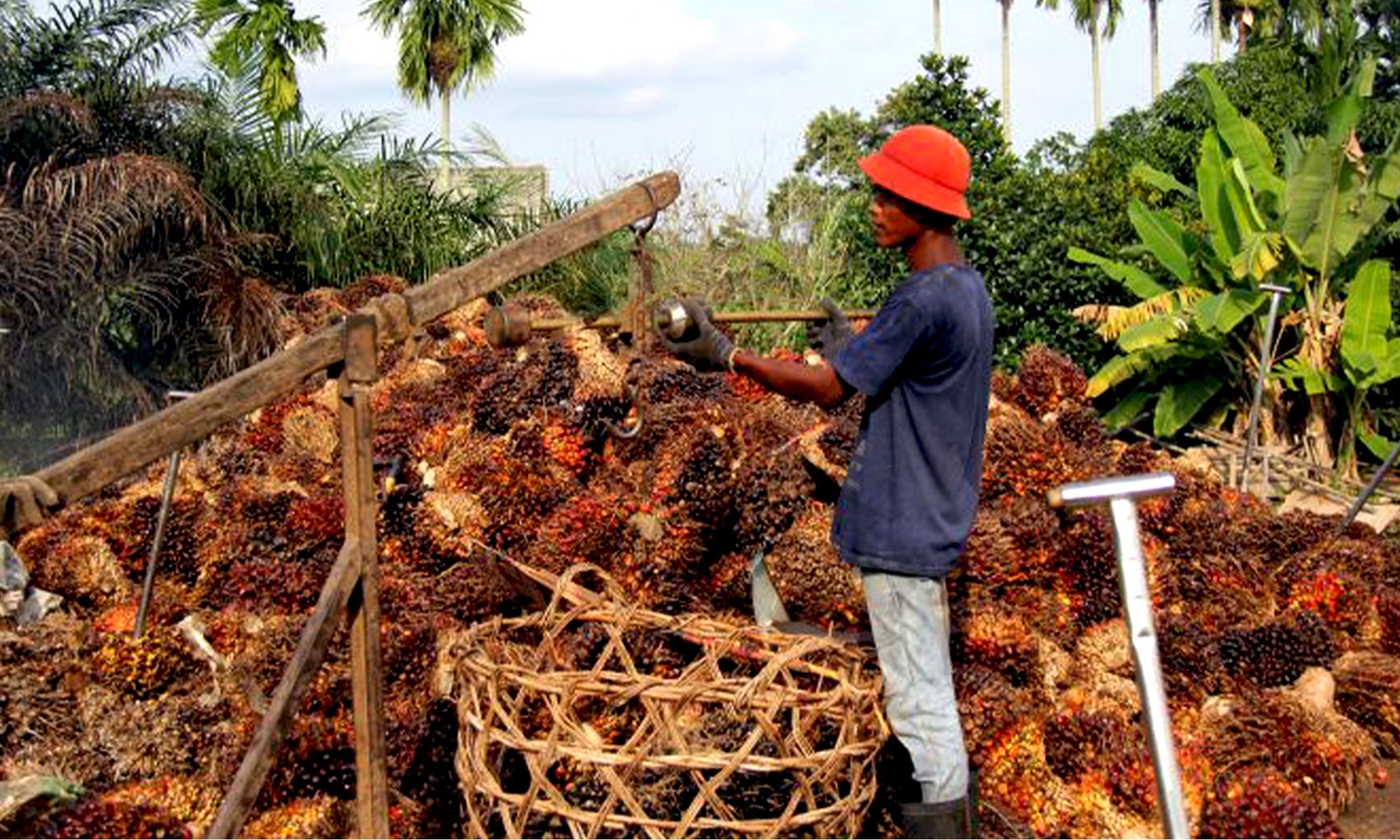 Nestle Bakal Hentikan Pembelian CPO, Ini Tanggapan Astra Agro