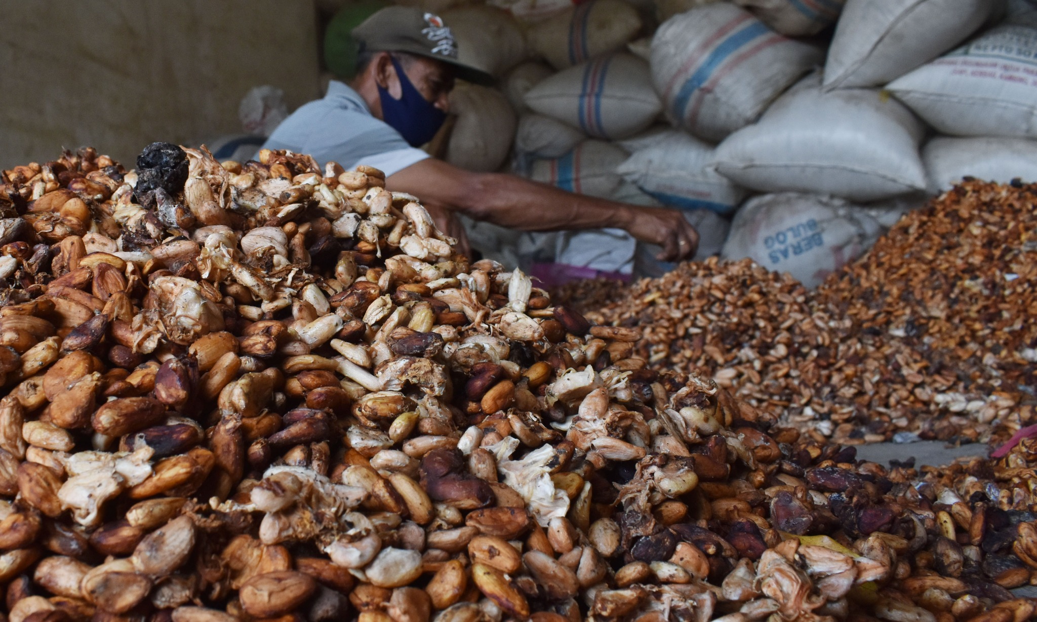 Lampung Ingin Jadi Pusat Kakao RI