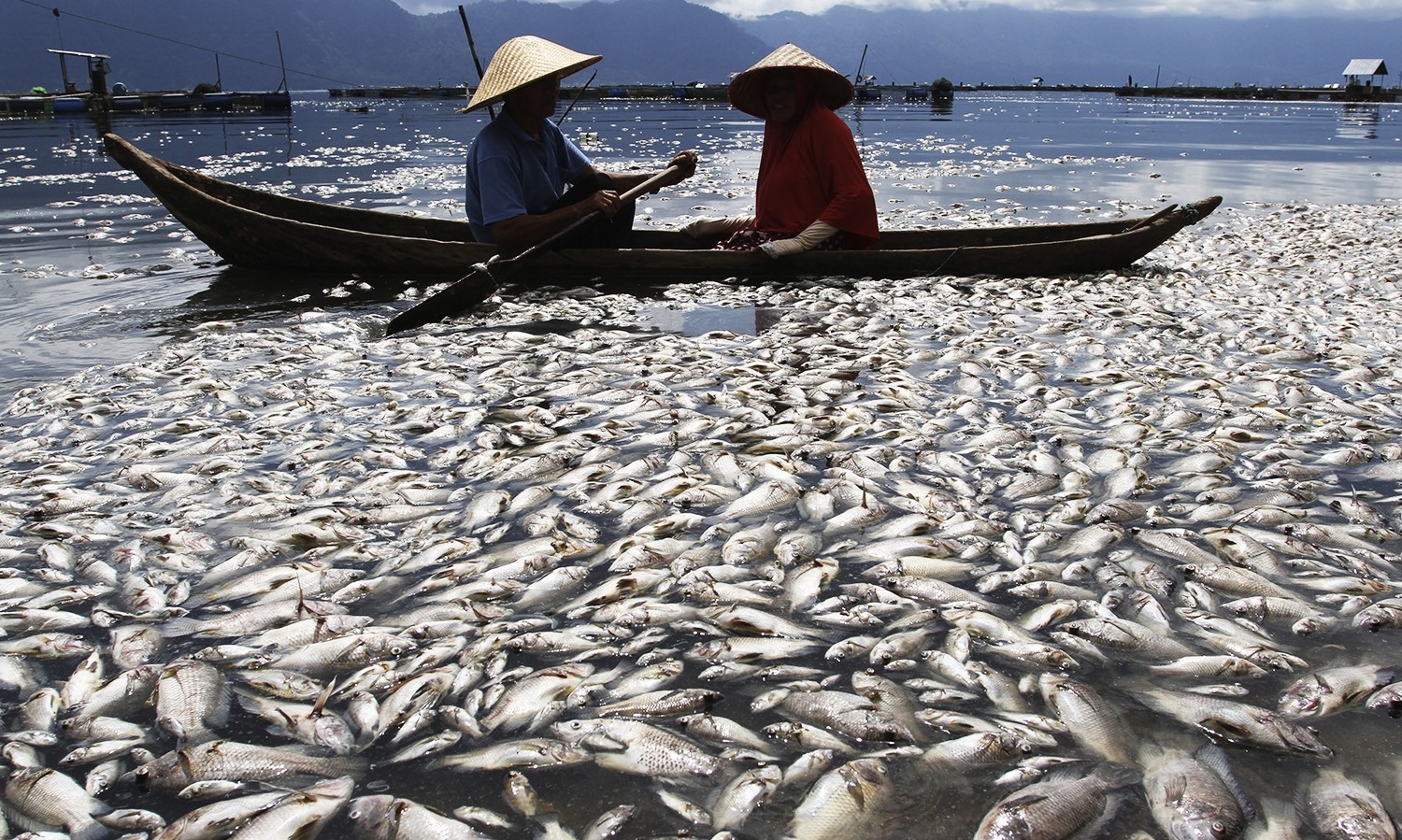 Ikan Terdampar Di Pantai Jakarta Bukan Pertanda Gempa