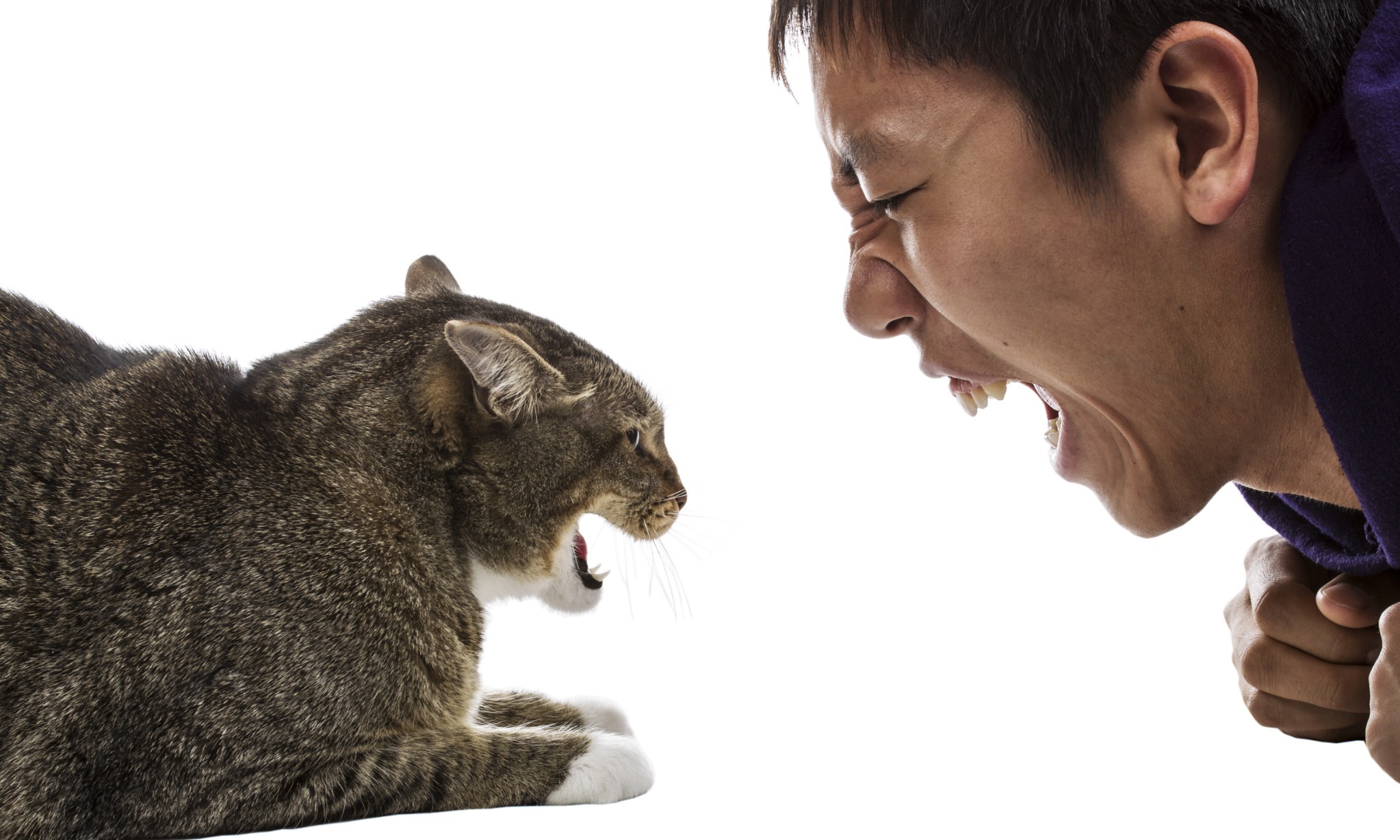 Membendung Ledakan Populasi Anabul