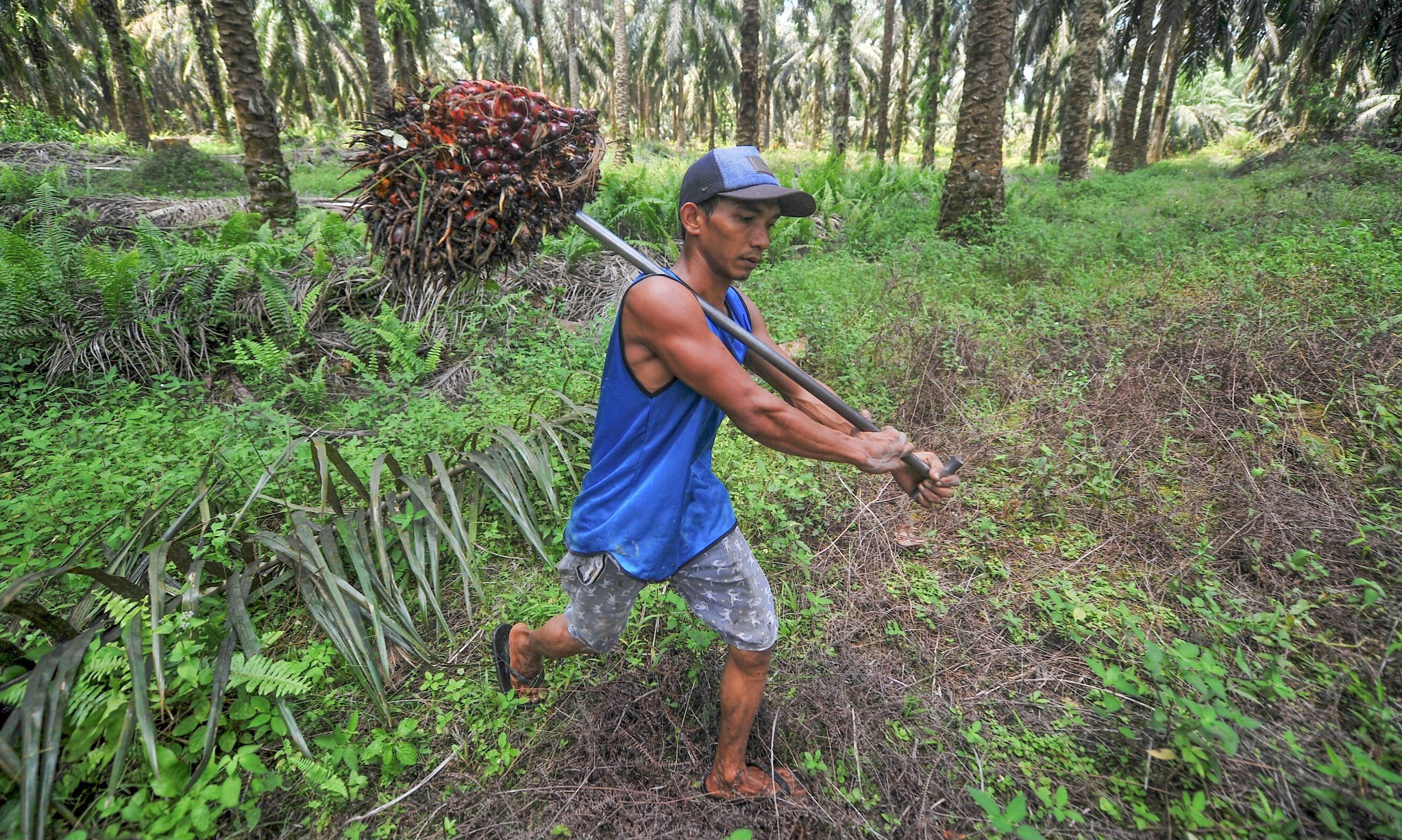 Mukomuko Targetkan Peremajaan 1.000 Hektare Sawit Pada 2023