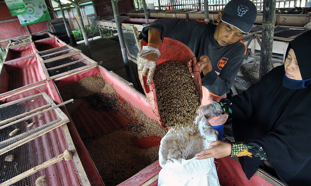 Peneliti Luar Negeri Tertarik Pelajari Budi Daya Maggot Di RI