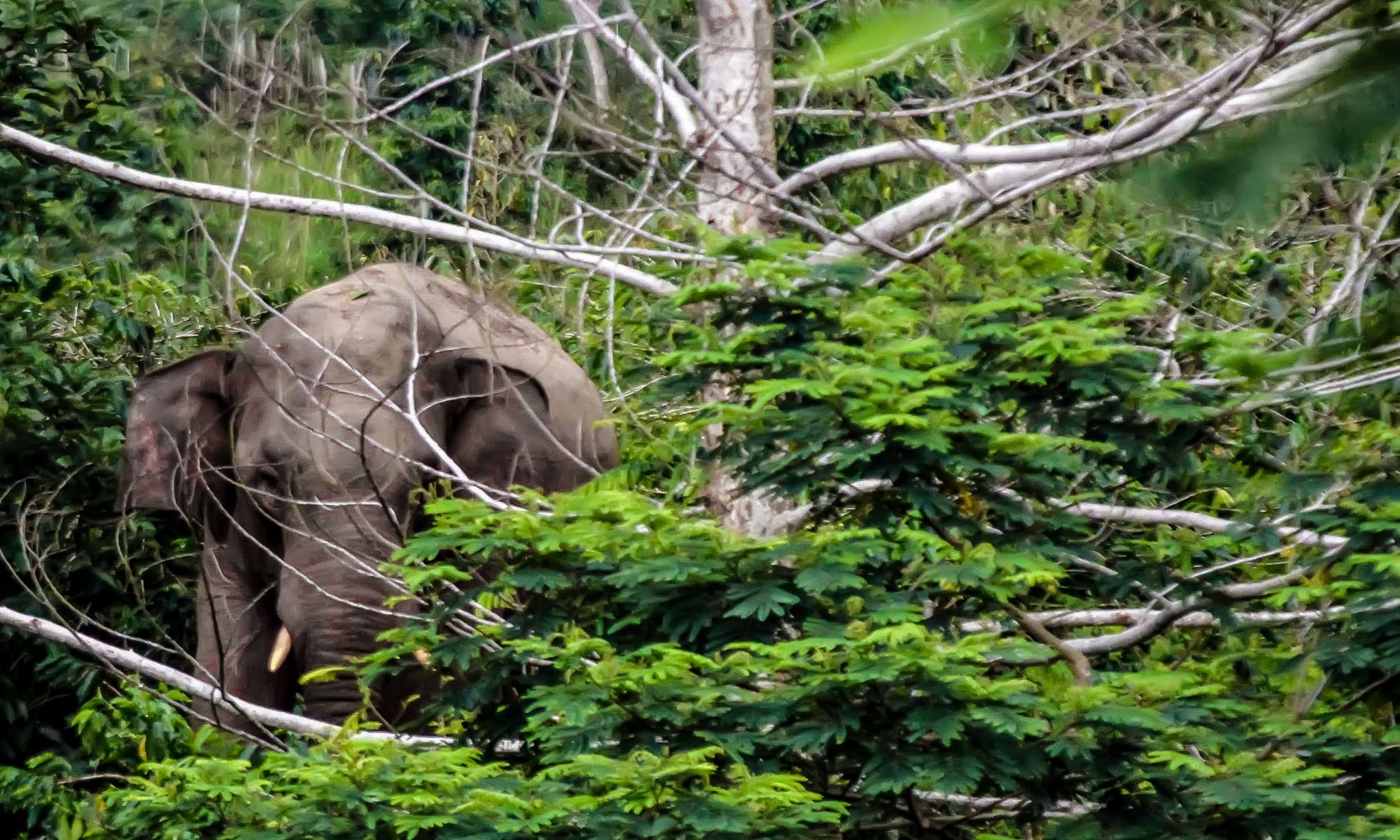 Jokowi Apresiasi Perlintasan Gajah Di Tol Pekanbaru-Dumai