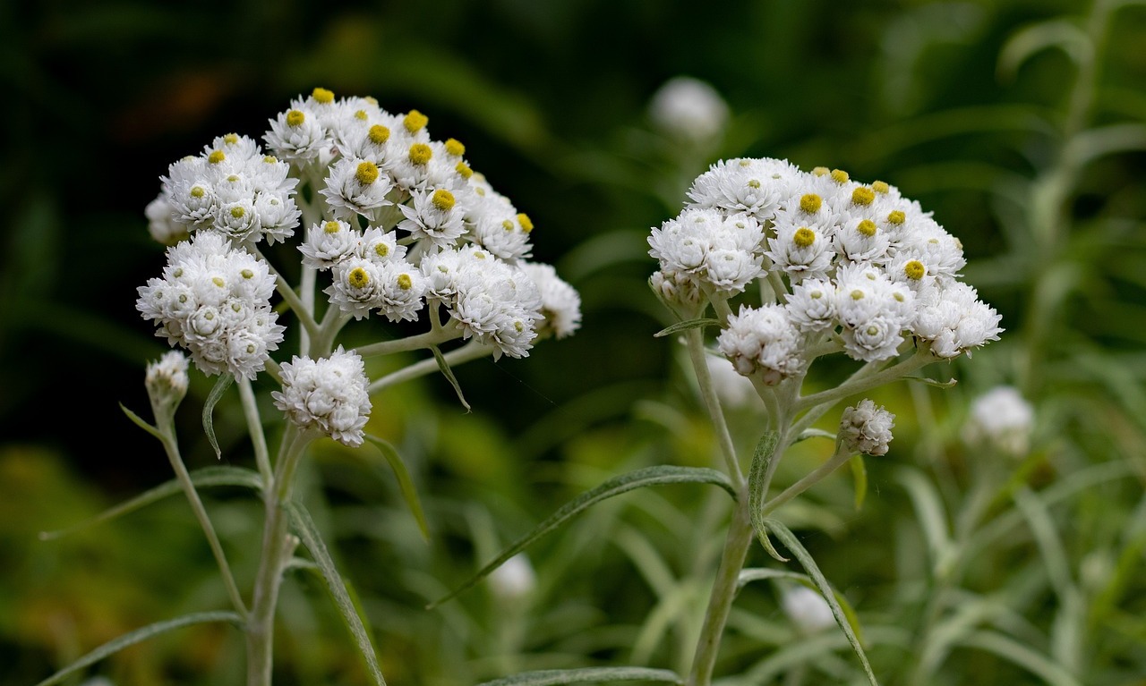 Sejumlah Manfaat Dari bunga Edelweiss Untuk Kulit