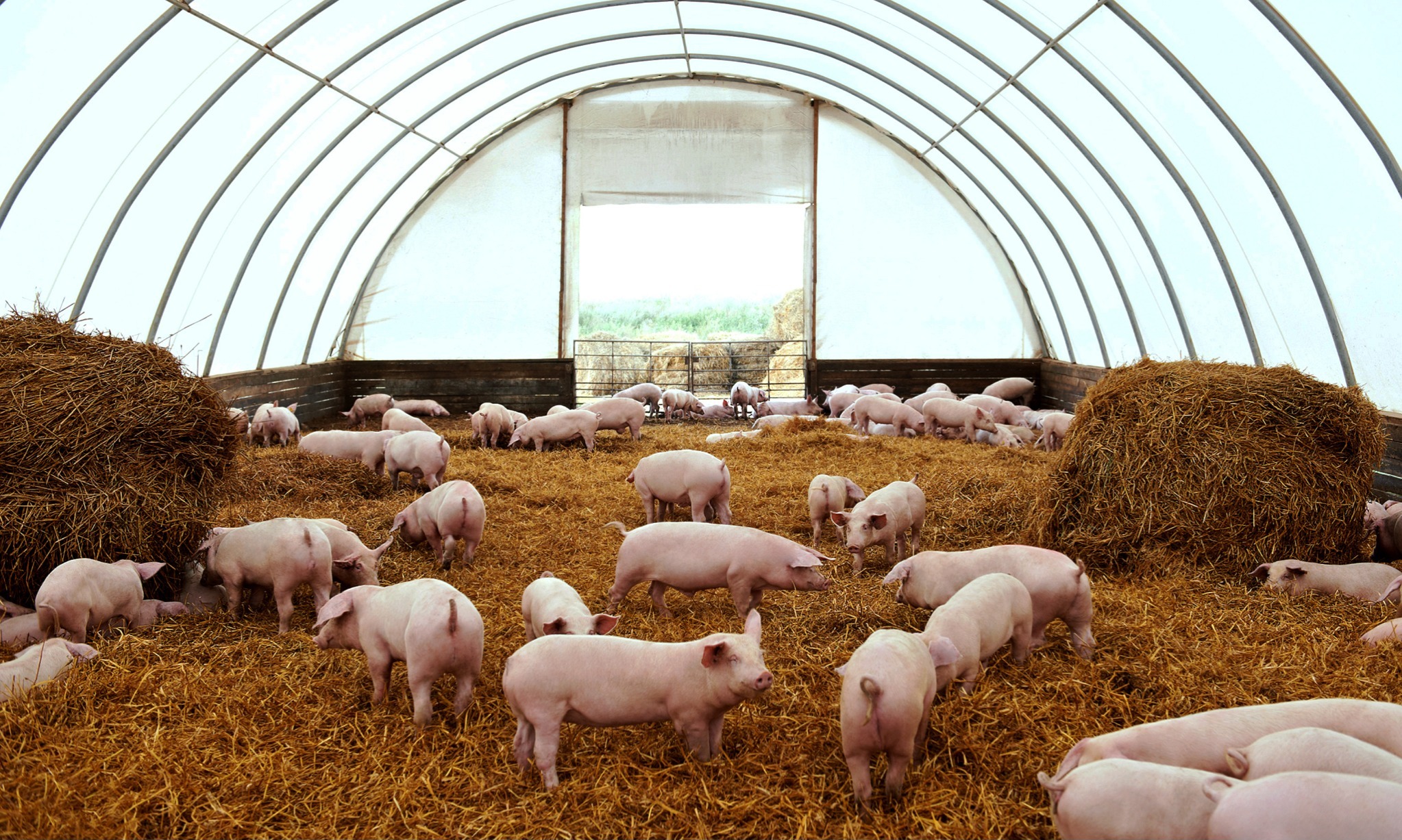 Mengenal Virus Demam Babi Afrika Yang Muncul Di Indonesia