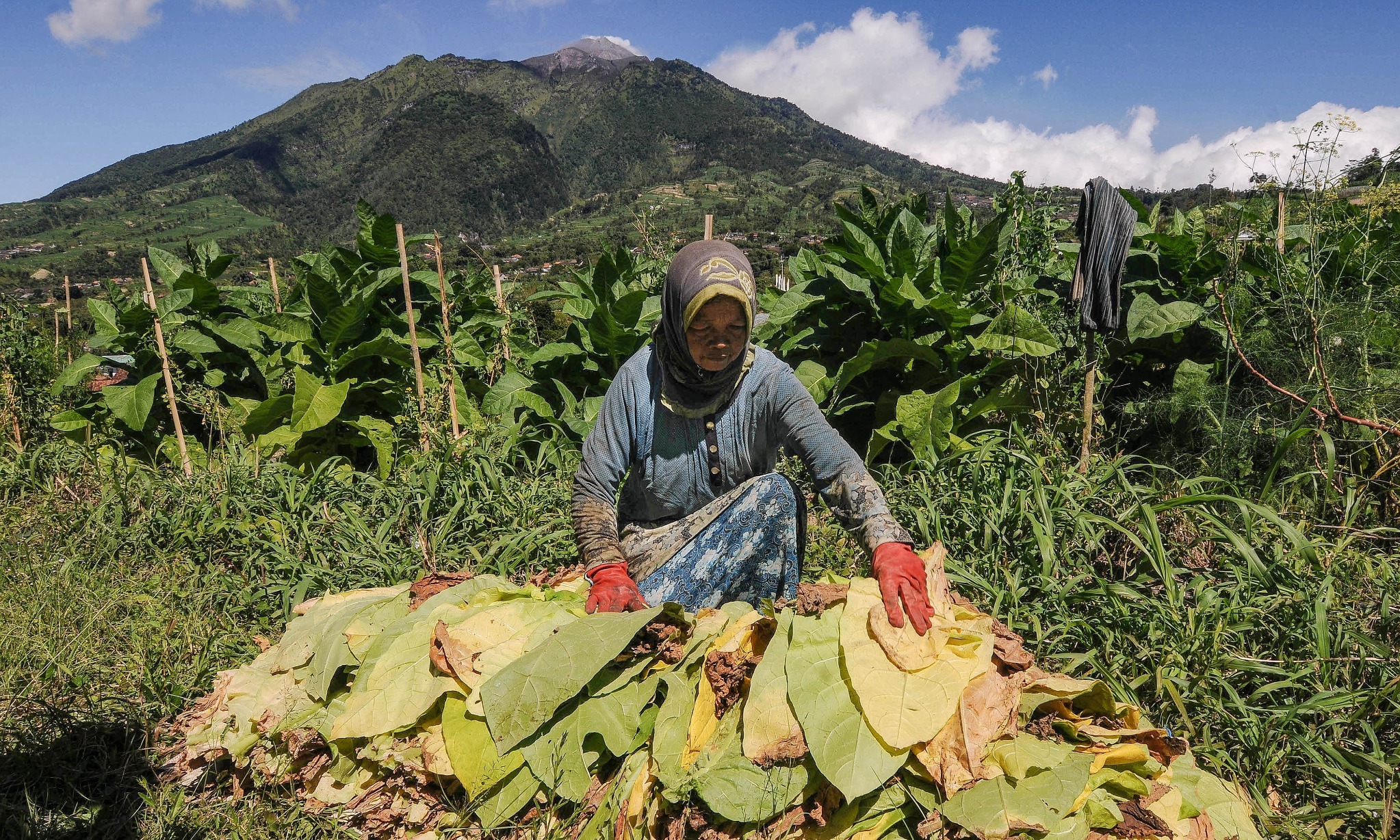 Ragu Menjaga Maslahat Panen Tembakau