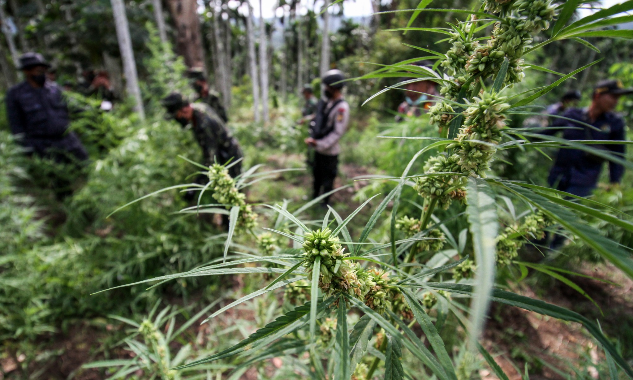 90% Ganja Yang Beredar Di Papua Berasal Dari PNG