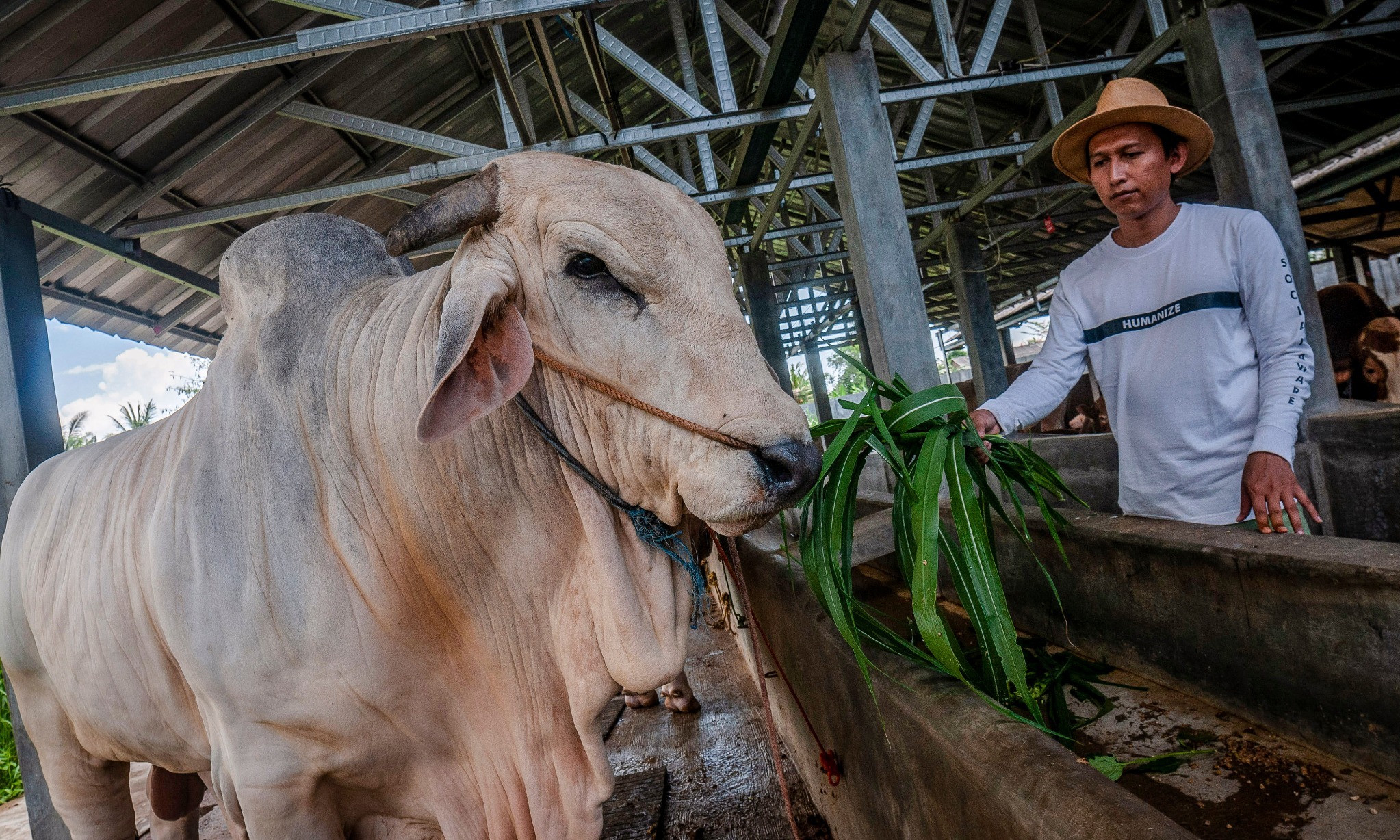 Disnakkan Boyolali Sosialisasi Ke Peternak Cegah Sapi Terserang LSD