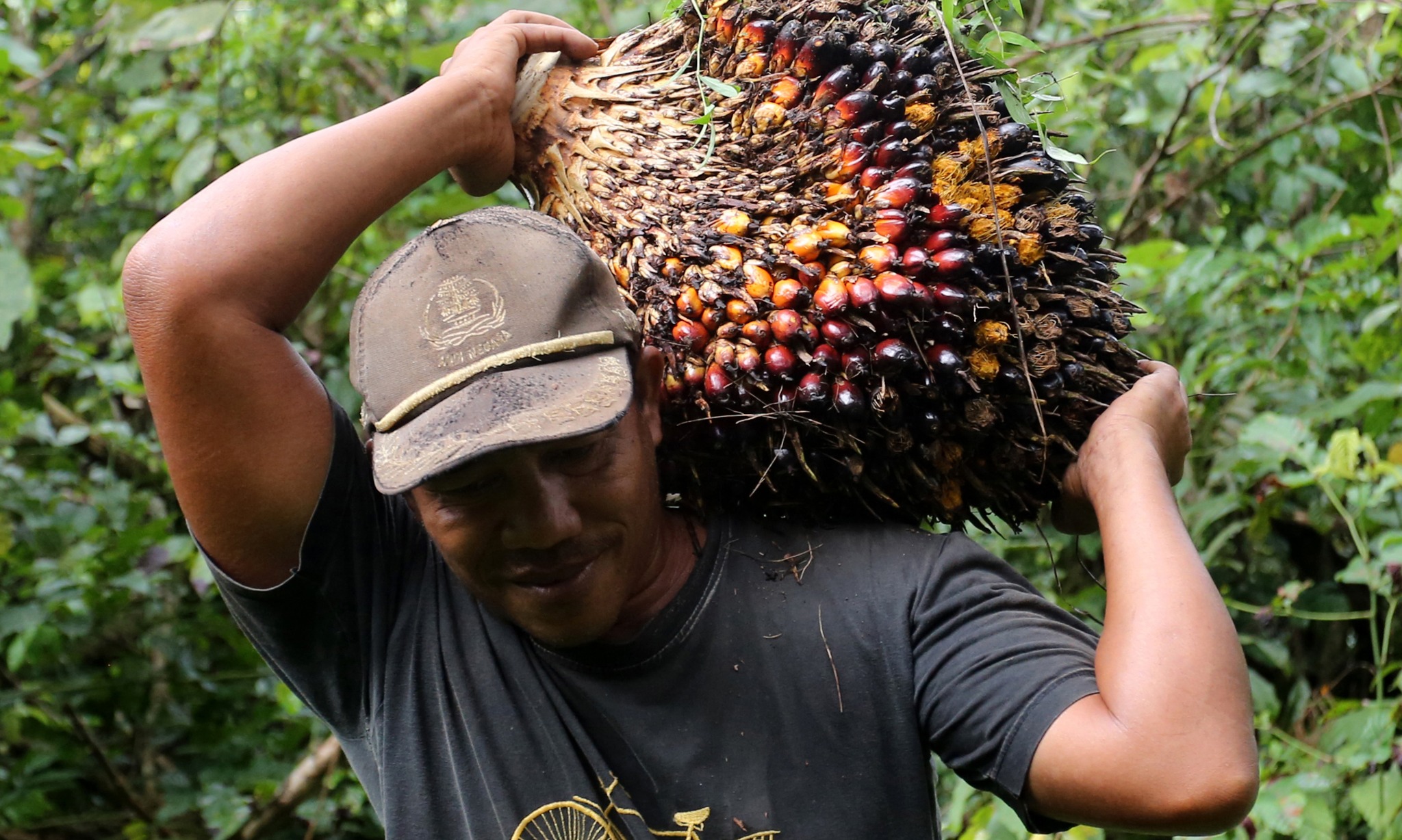 Legislator Minta Porsi Anggaran Replanting Sawit Ditambah