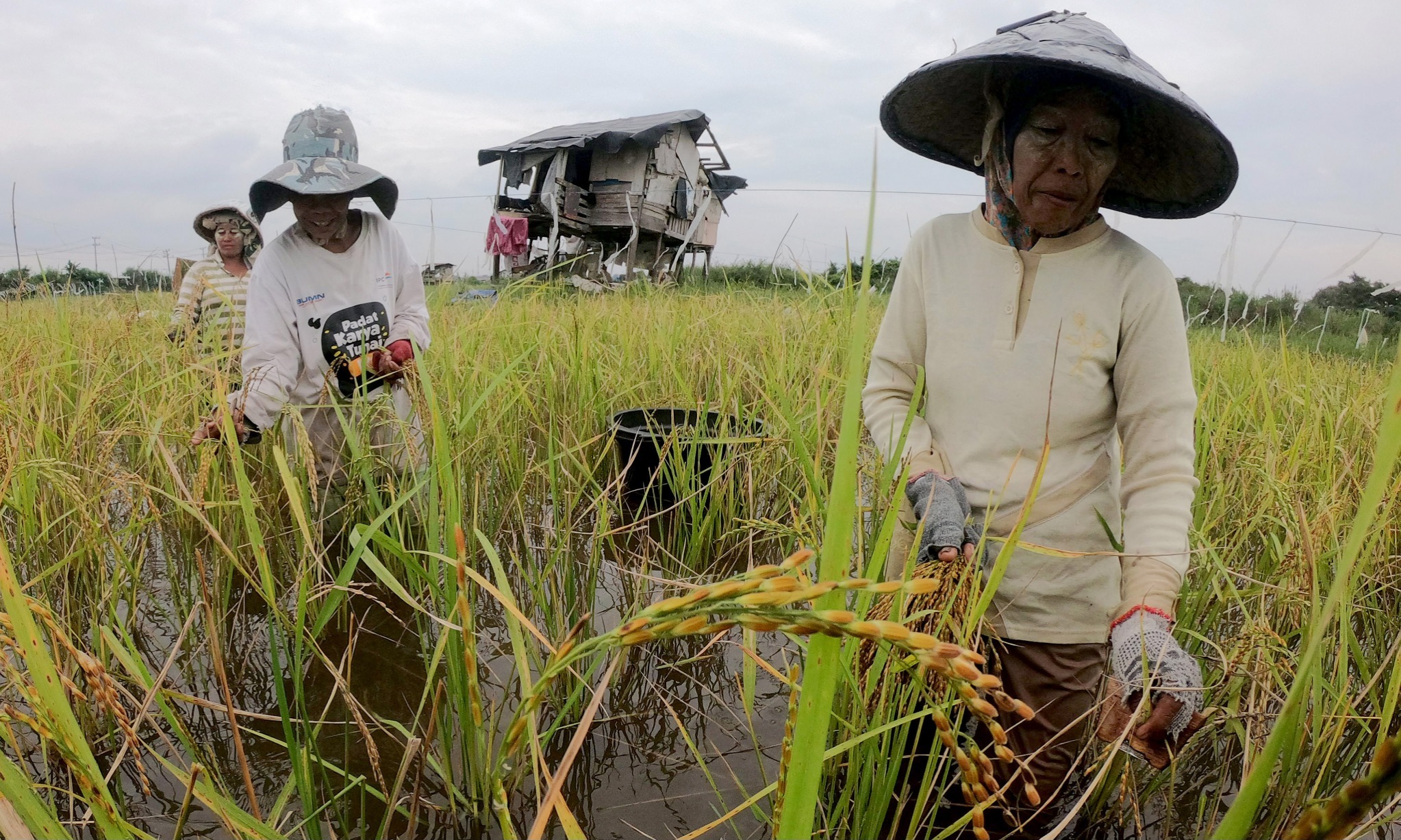 SPI: Kenaikan NTP Tak Jamin Kesejahteraan Petani
