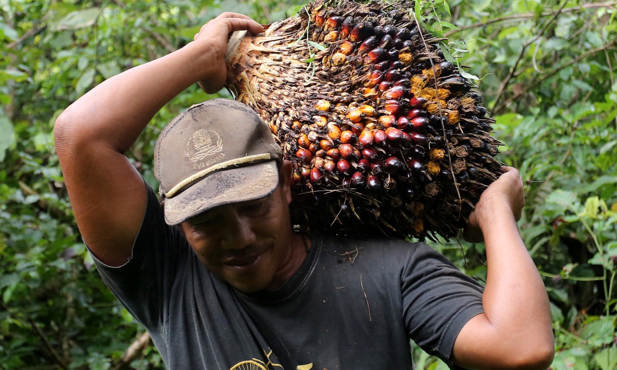 CIPS Dukung RSPO-ISPO Harmonisasi Ketertelusuran Sawit Indonesia