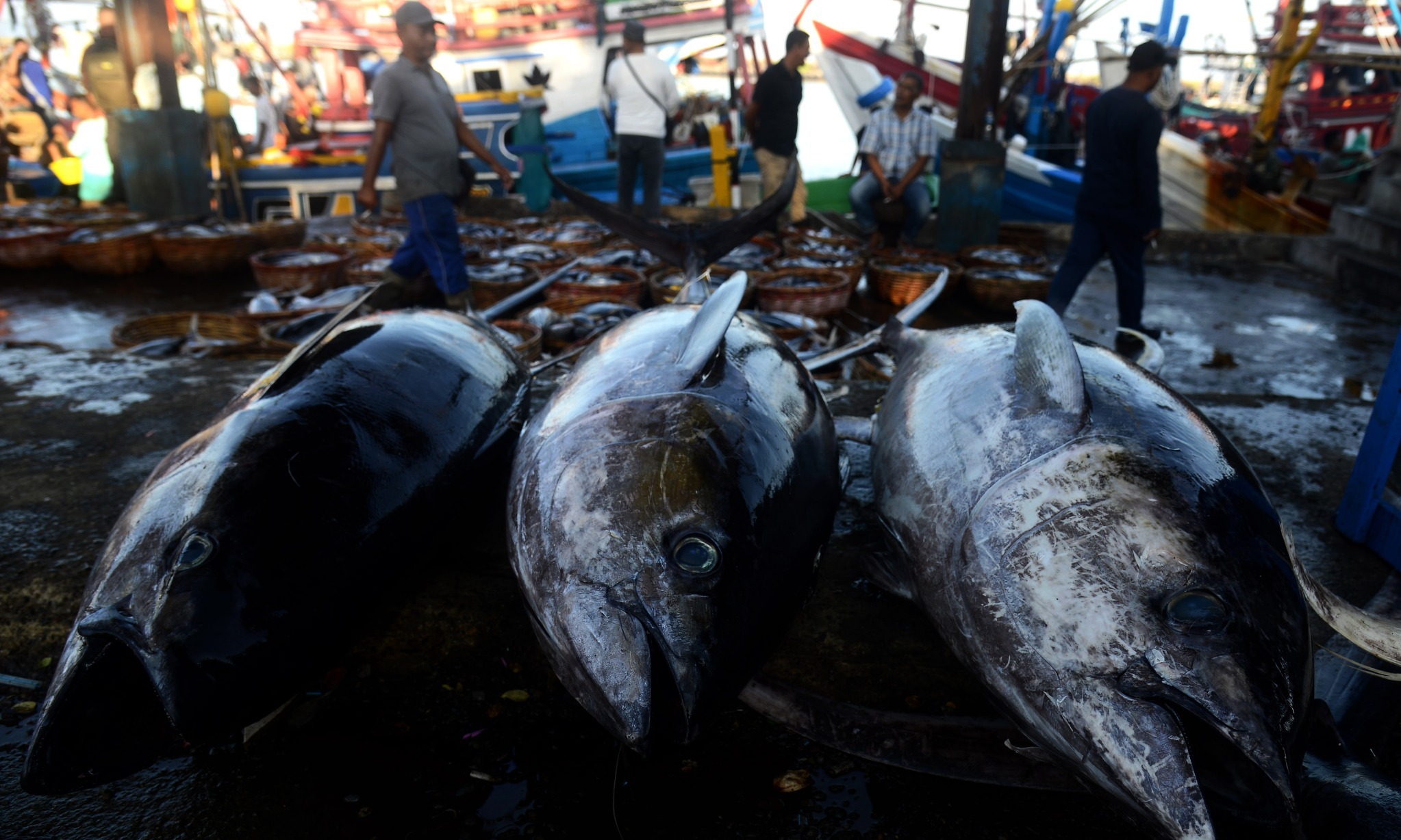 KKP Target Indonesia Juara Di Lima Komoditas Perikanan Strategis