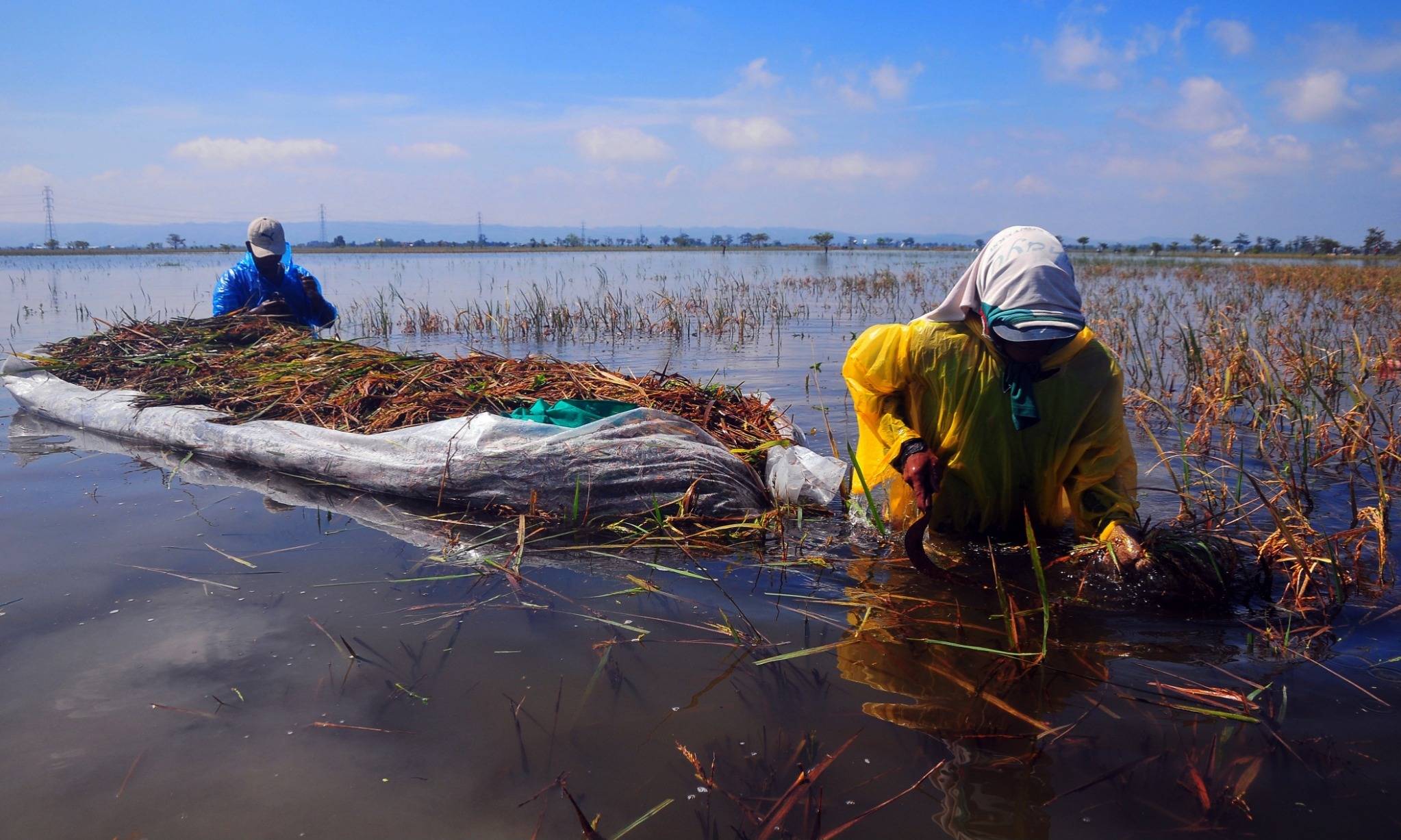 Berharap Petani Paham Asuransi