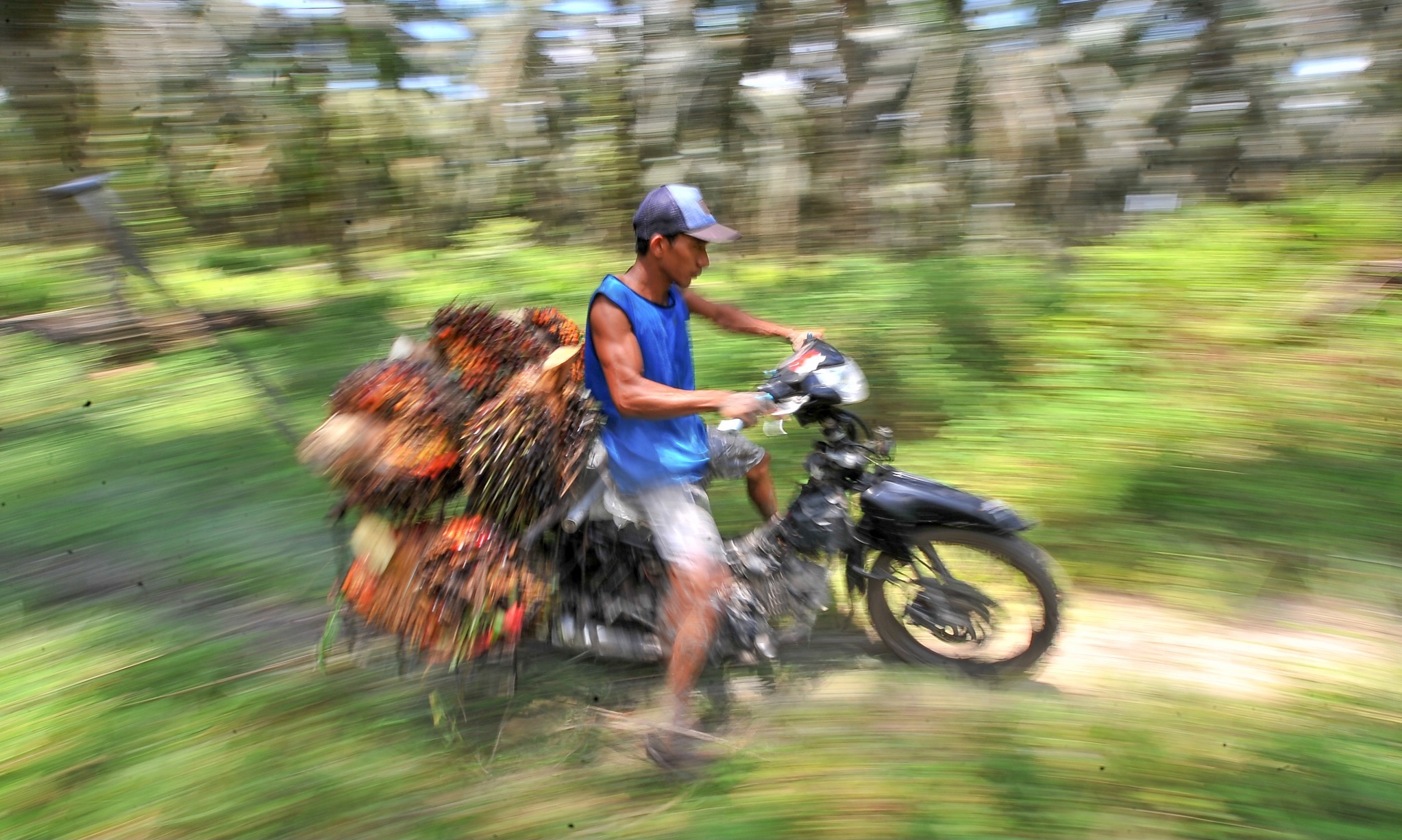 Perusahaan Sawit Bantu Petani Swadaya Peroleh Sertifikasi RSPO