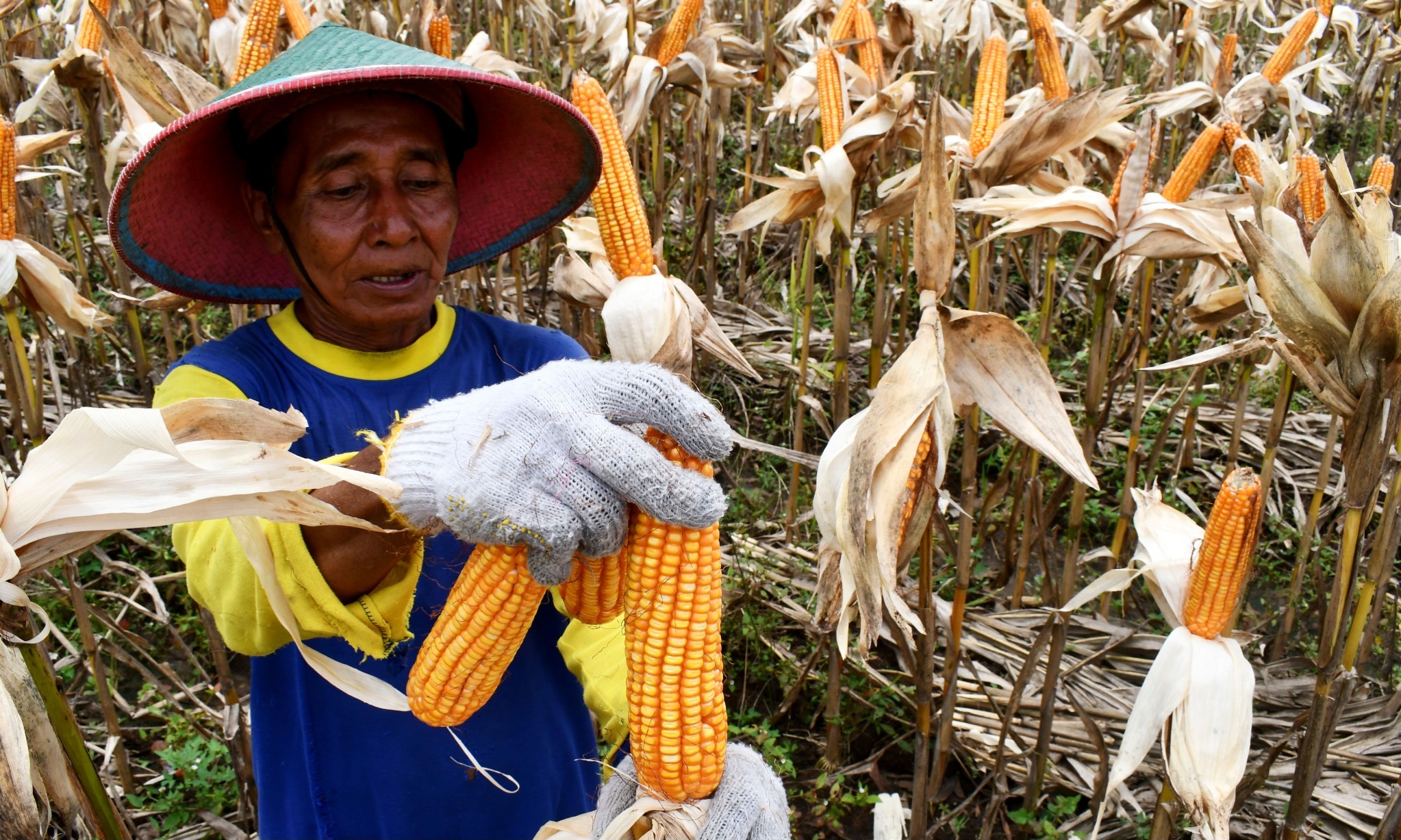FAO: Per Maret 2023, Harga Komoditas Pangan Dunia Turun