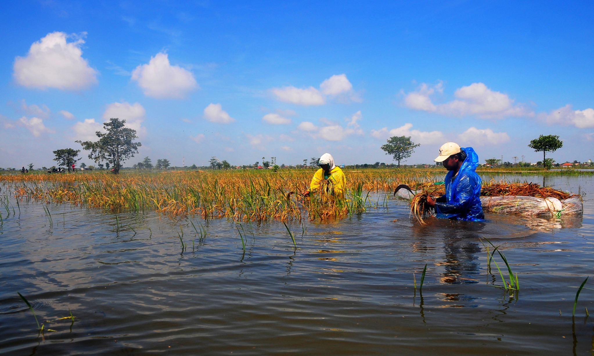 Teknologi Agar Petani Tak Pasrah Hadapi Bala
