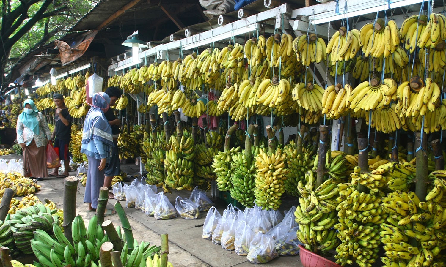 Kenapa Buah Pisang Melengkung?