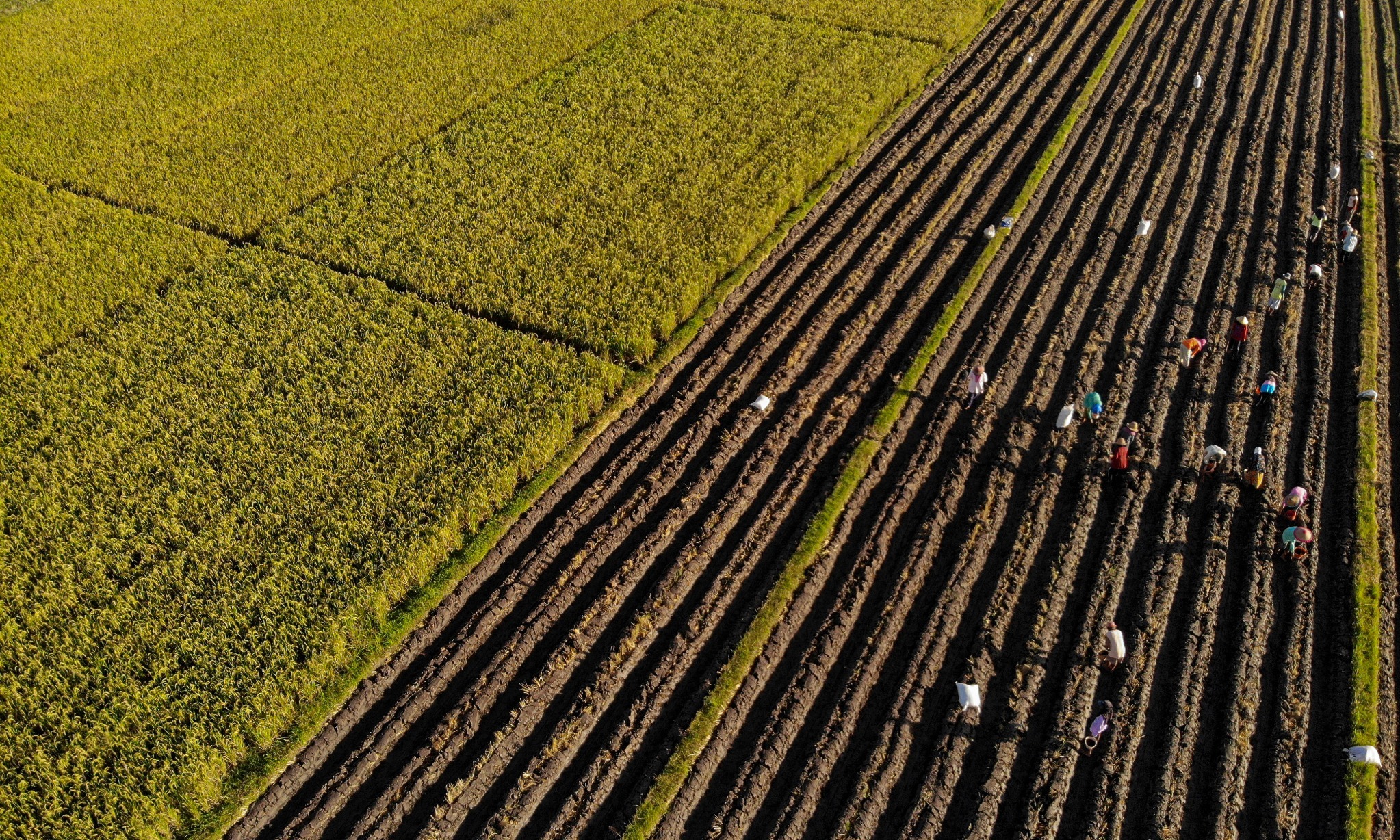 Kementan Manfaatkan Infrastruktur Air Antisipasi El Nino