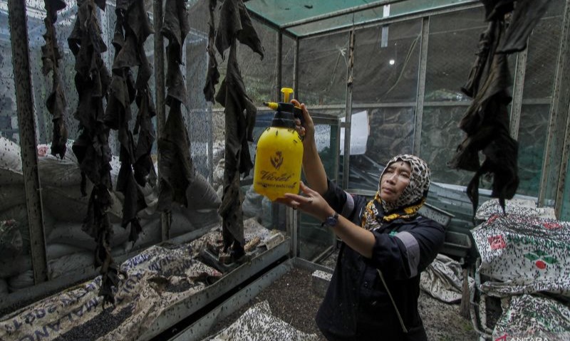 Lalat Tentara Hitam Bisa Jadi Solusi Sampah Sisa Makanan