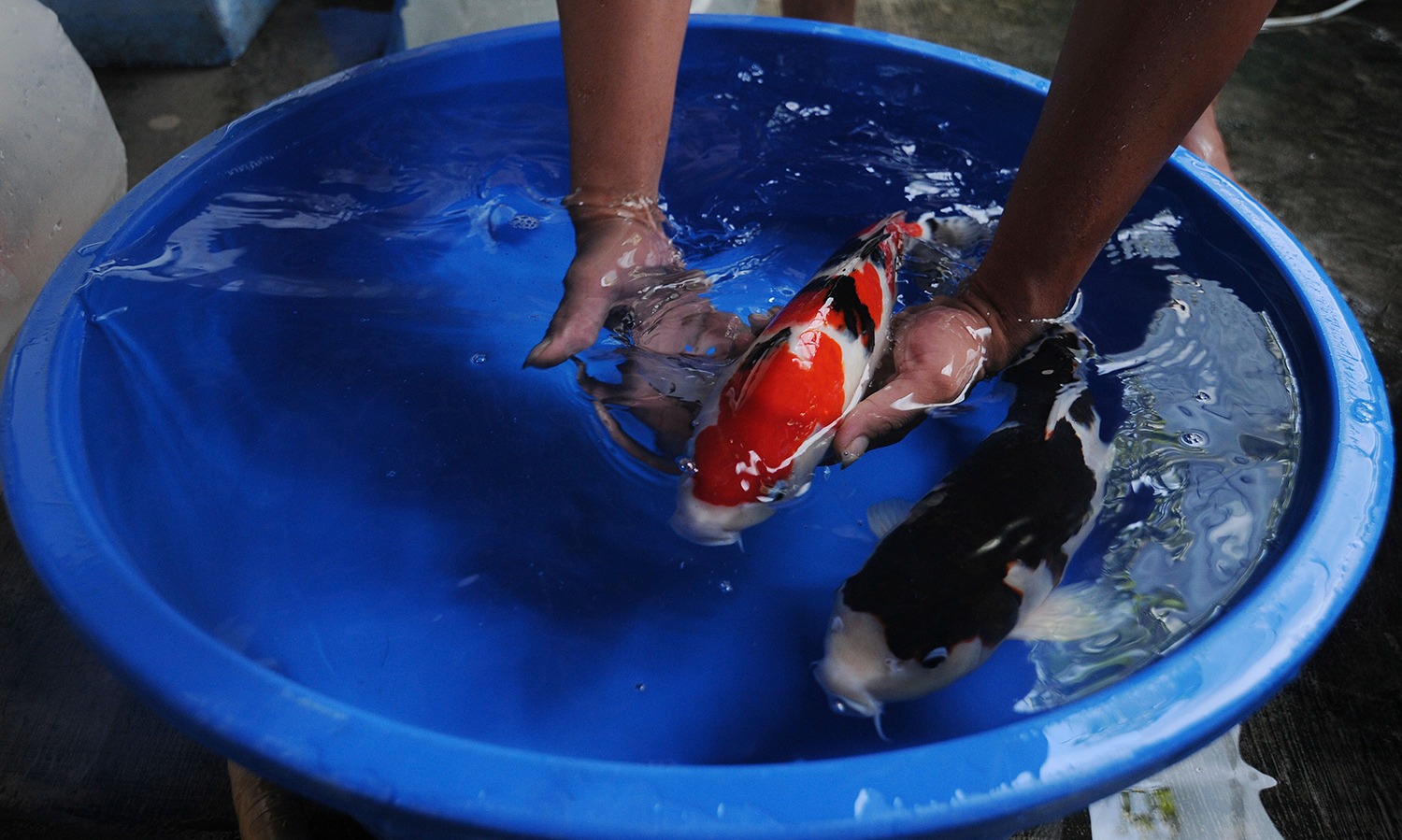 KKP Musnahkan Koi Asal Jepang Terpapar Virus CEVD
