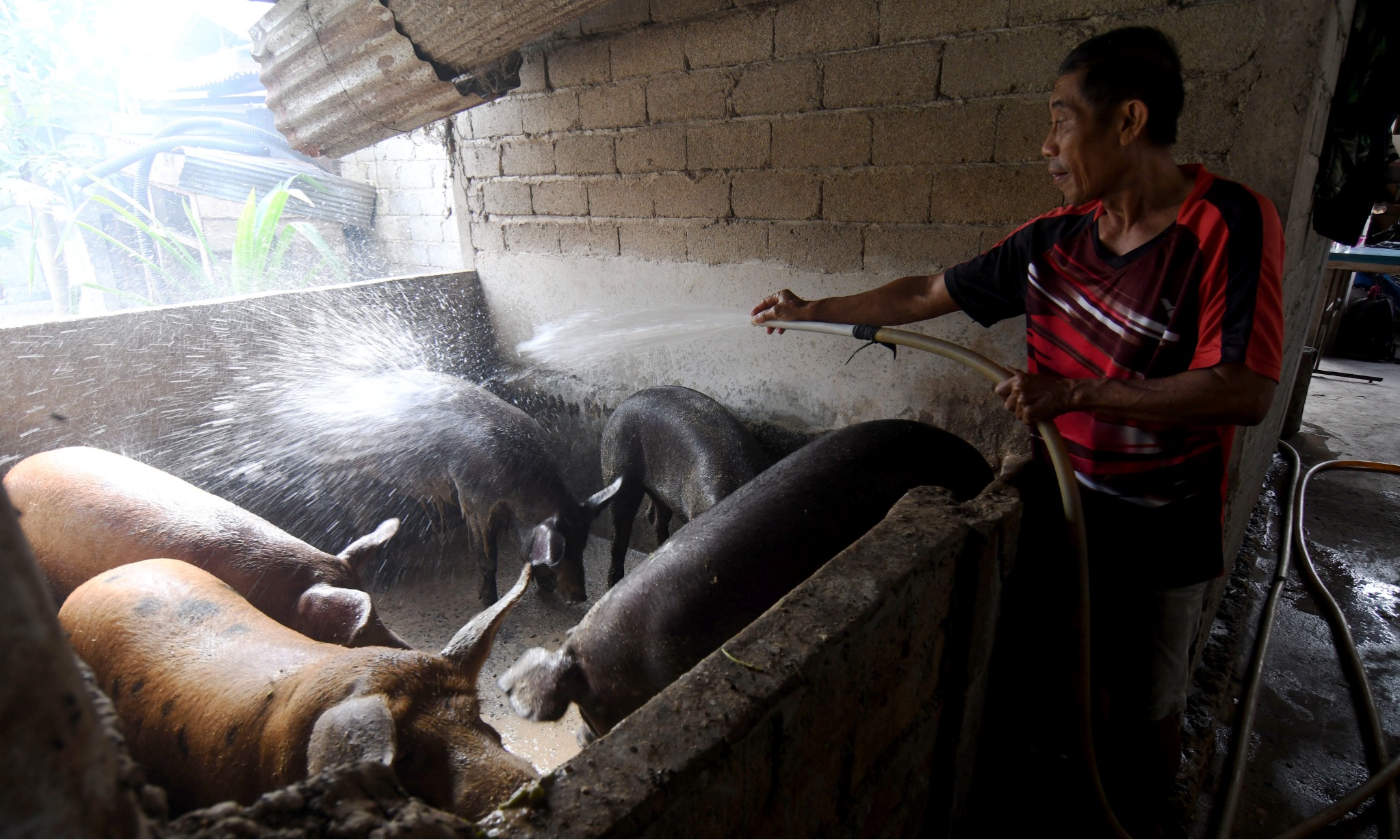 DPR Minta Pemerintah Pastikan ASF Tak Menular Ke Manusia