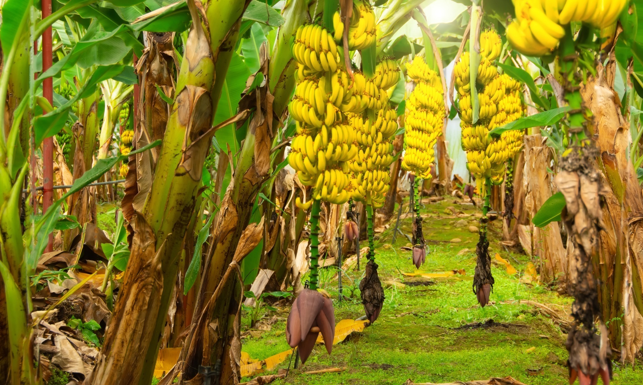 Gapoktan Kaltim Ekspor Pisang Kepok Ke Singapura