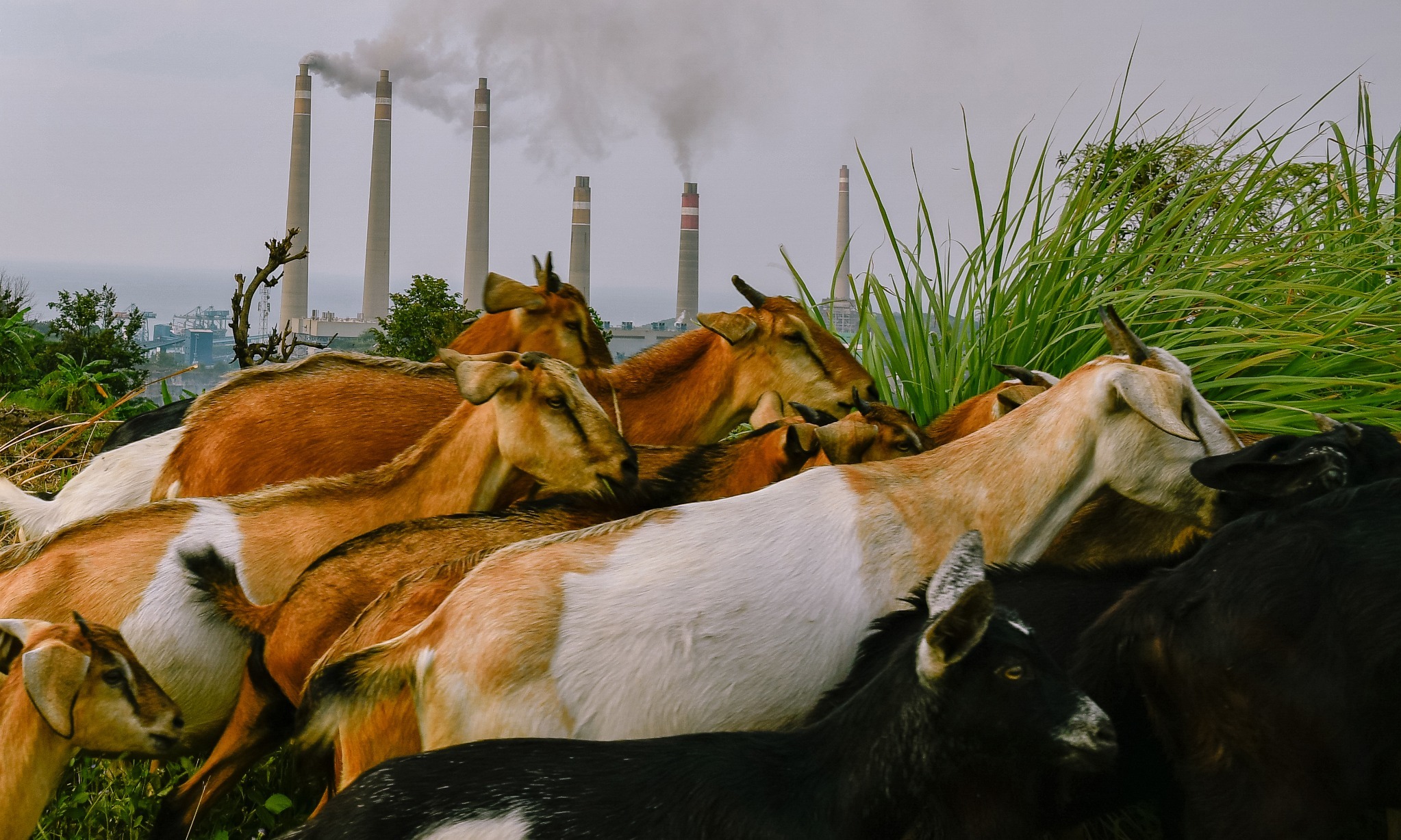 Per Mei 2023, Australia Jadi Eksportir Utama Hewan Kurban