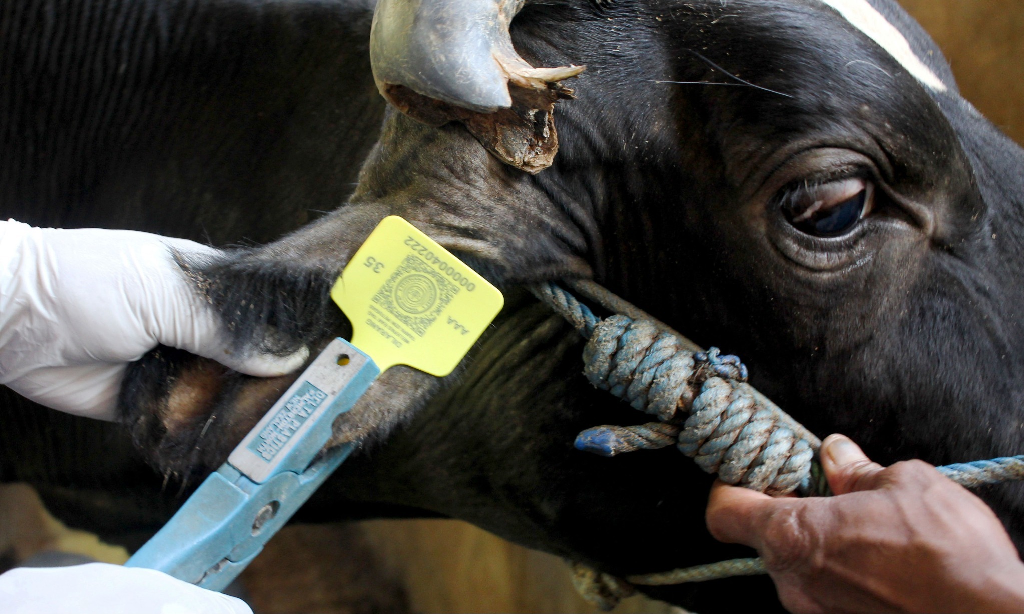 Pemerintah Imbau Beli Hewan Kurban Dengan <i>Eartag</i>