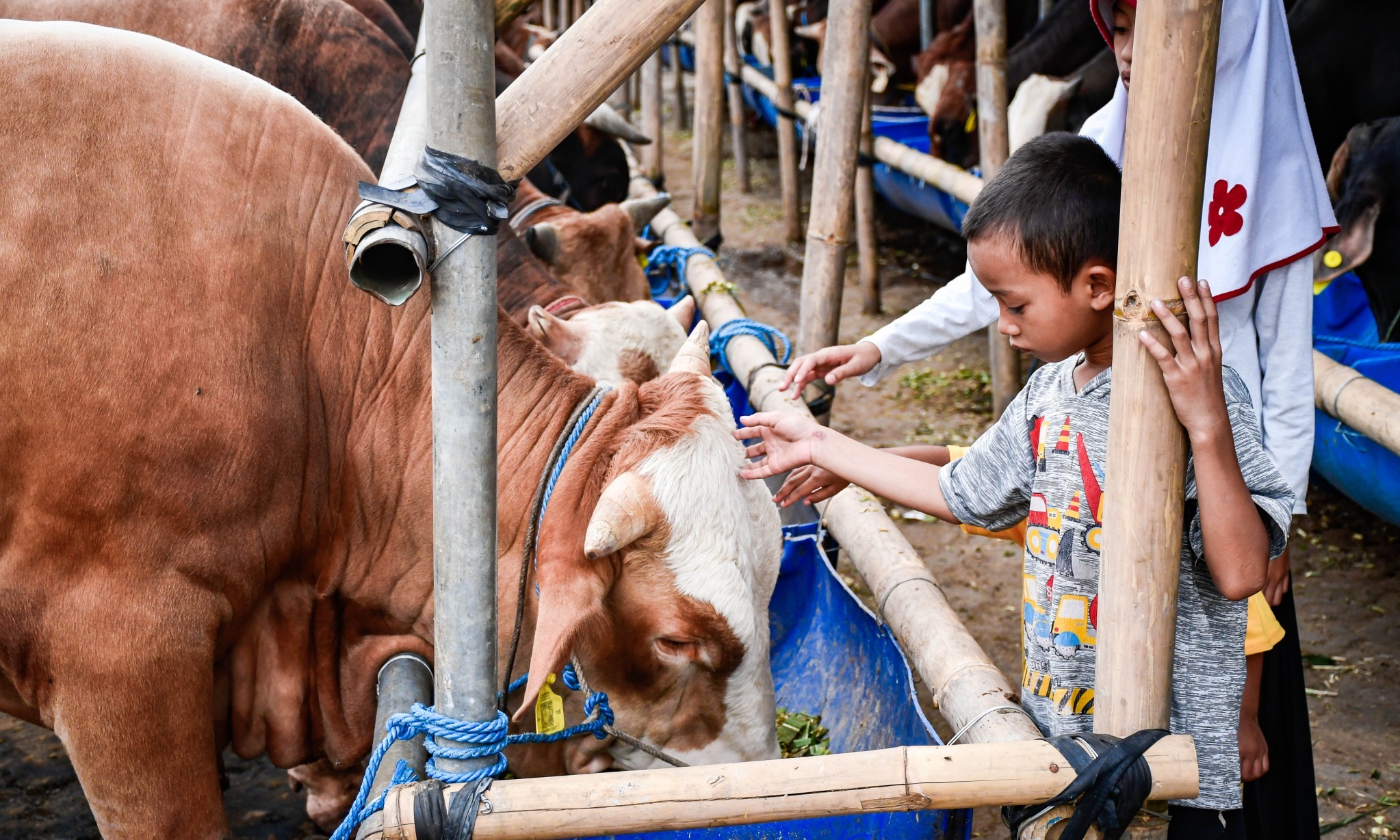 BAZNAS Targetkan Pengumpulan Kurban Sentuh Rp13 Triliun