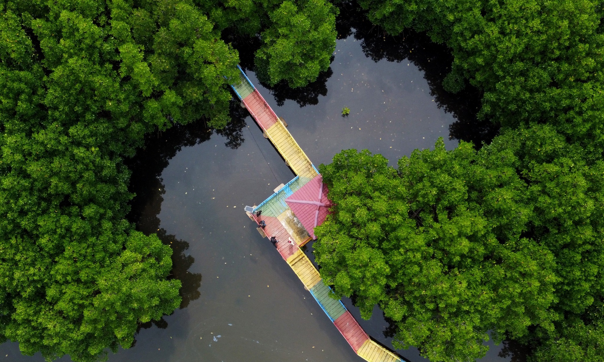 KKP: Perlindungan Mangrove dan Lamun Sumbang Pencapaian Target NDC