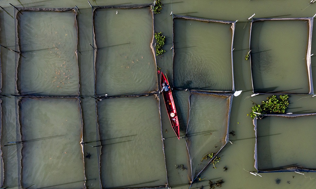 Ketersediaan Benih Unggul Jadi Tantangan Capai Target Perikanan