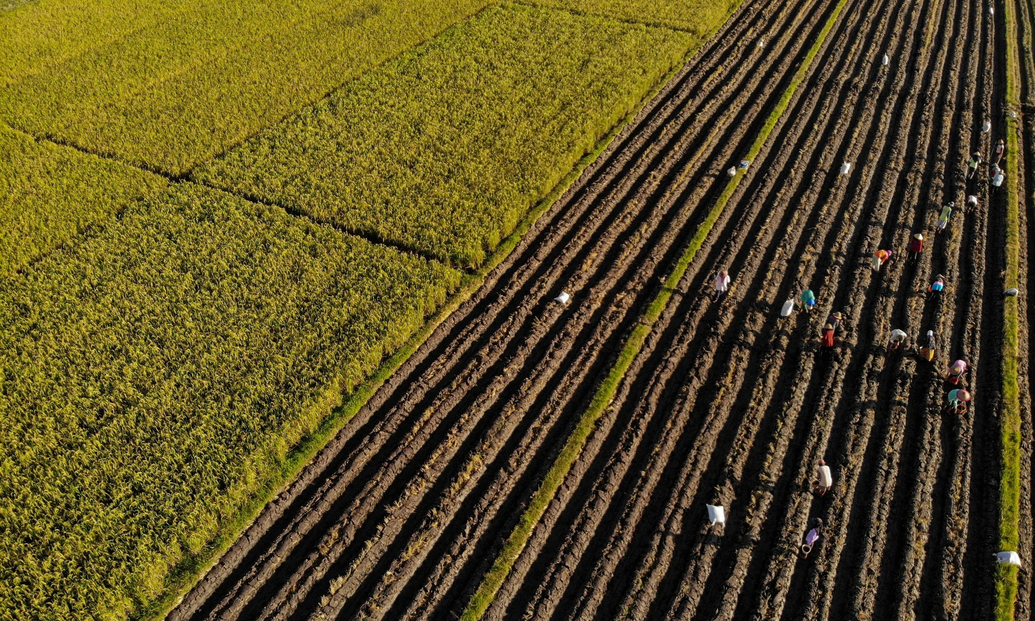 CIPS: Hindari Kebijakan Bias Untuk Dorong Keragaman Pangan