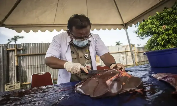 Kementan Turunkan Tim Kesehatan Tangani Antraks Gunungkidul