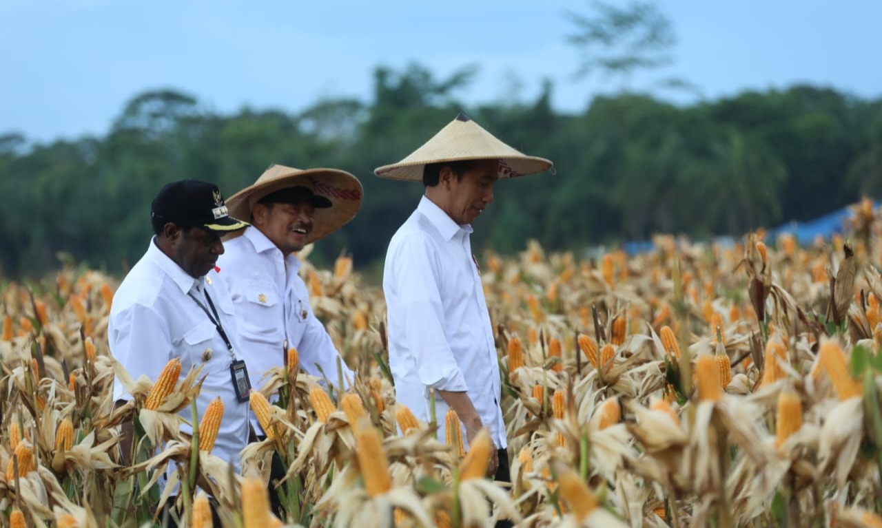 Jokowi Minta Food Estate Jagung Di Keerom Dievaluasi Setiap Tahun