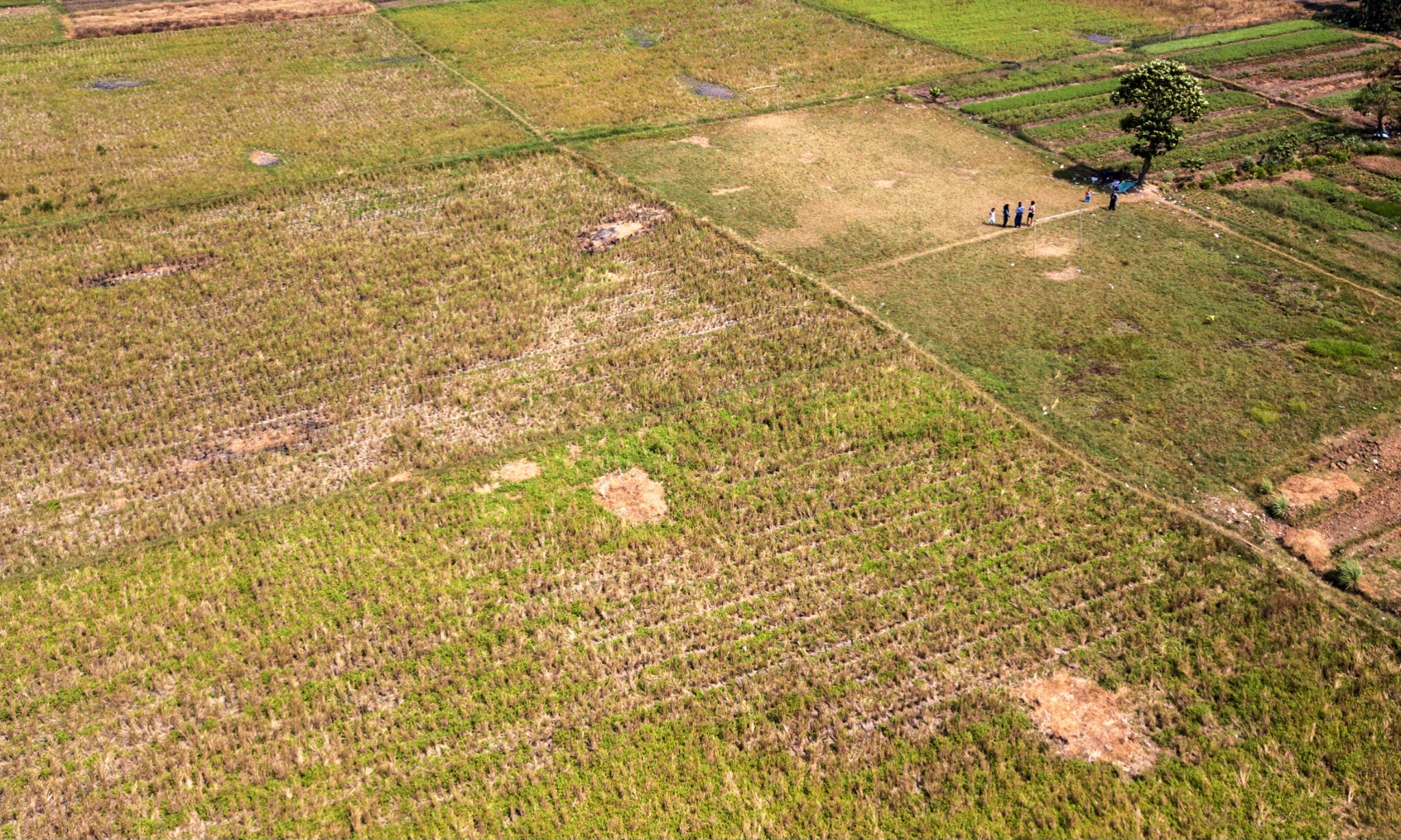 Mentan Mulai Petakan Wilayah Terdampak El Nino