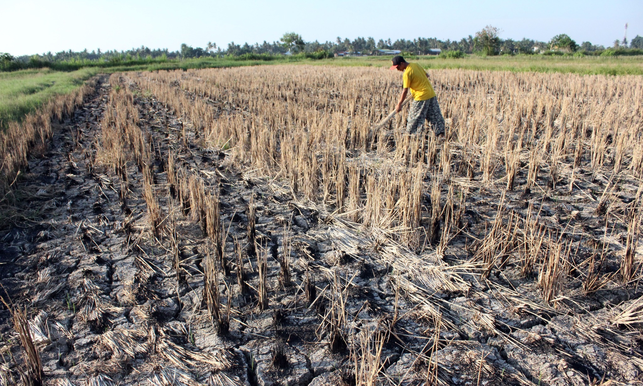 Ada El-Nino, Pemerintah Perkuat Stok Dan Stabilisasi Harga Pangan