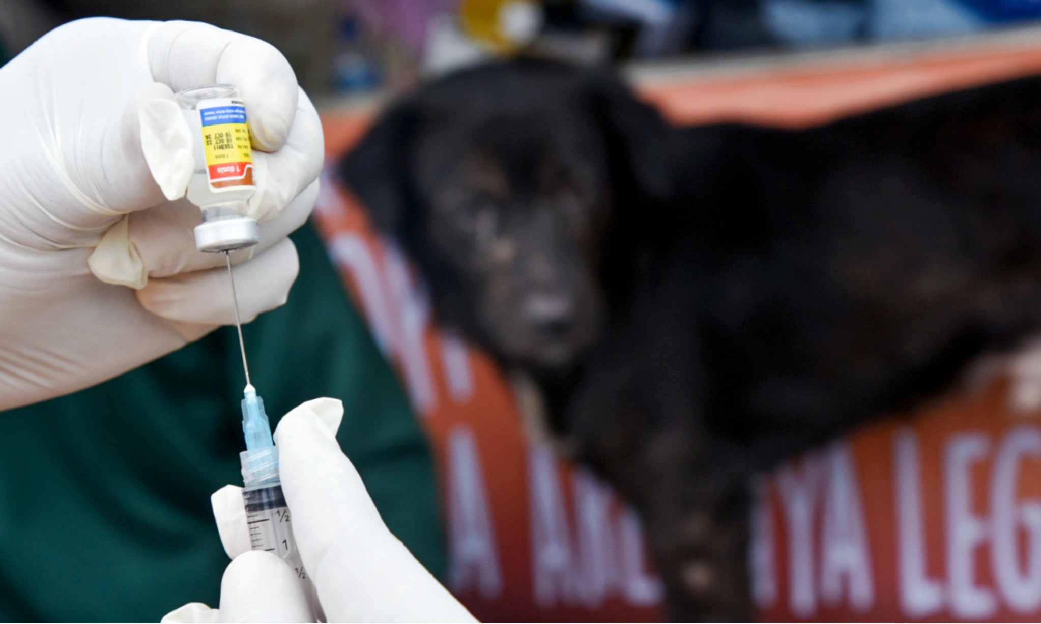Infeksi Rabies Kefatalan Infeksi Rabies Hampir 100%