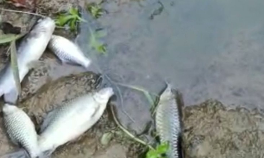 BKSDA Temukan Banyak Ikan Mati Di Sungai Air Hitam Mukomuko