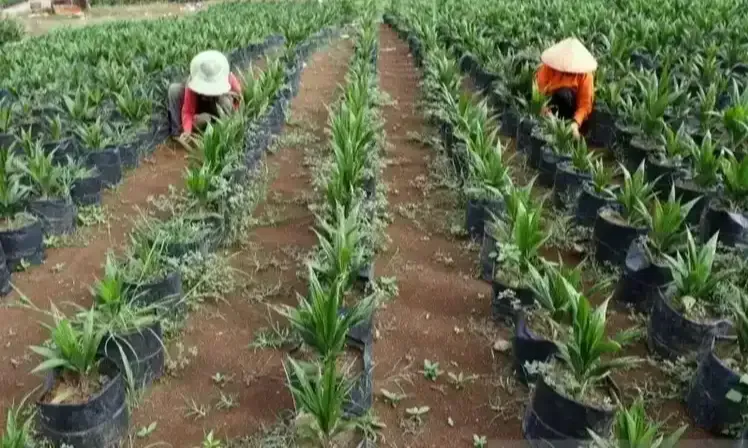 Tahap Awal Jalur Kemitraan Peremajaan Sawit Di Kalbar Capai 1.000 Ha