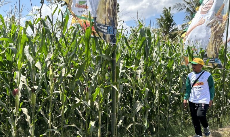 Kementan Minta Industri Produksi Benih Induk Jagung Hibrida Di RI