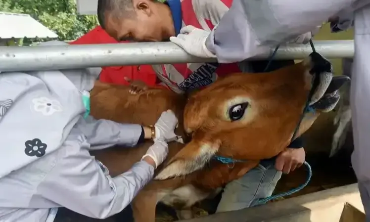 Gapmmi Ingatkan Pasokan Soal Penangguhan Impor Sapi Karena LSD