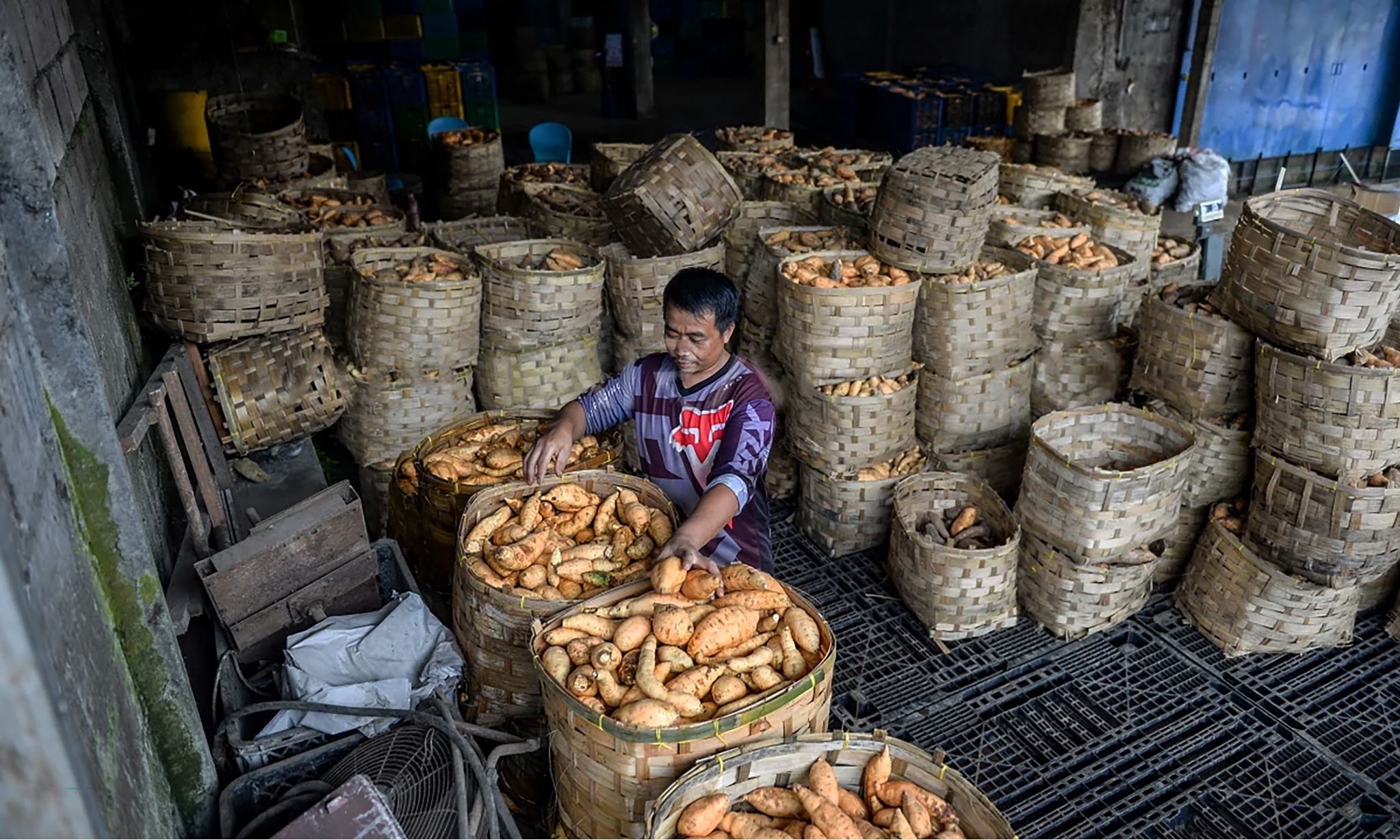 Genjot Diversifikasi Pangan, BRIN Teliti Genetik Tanaman Lokal